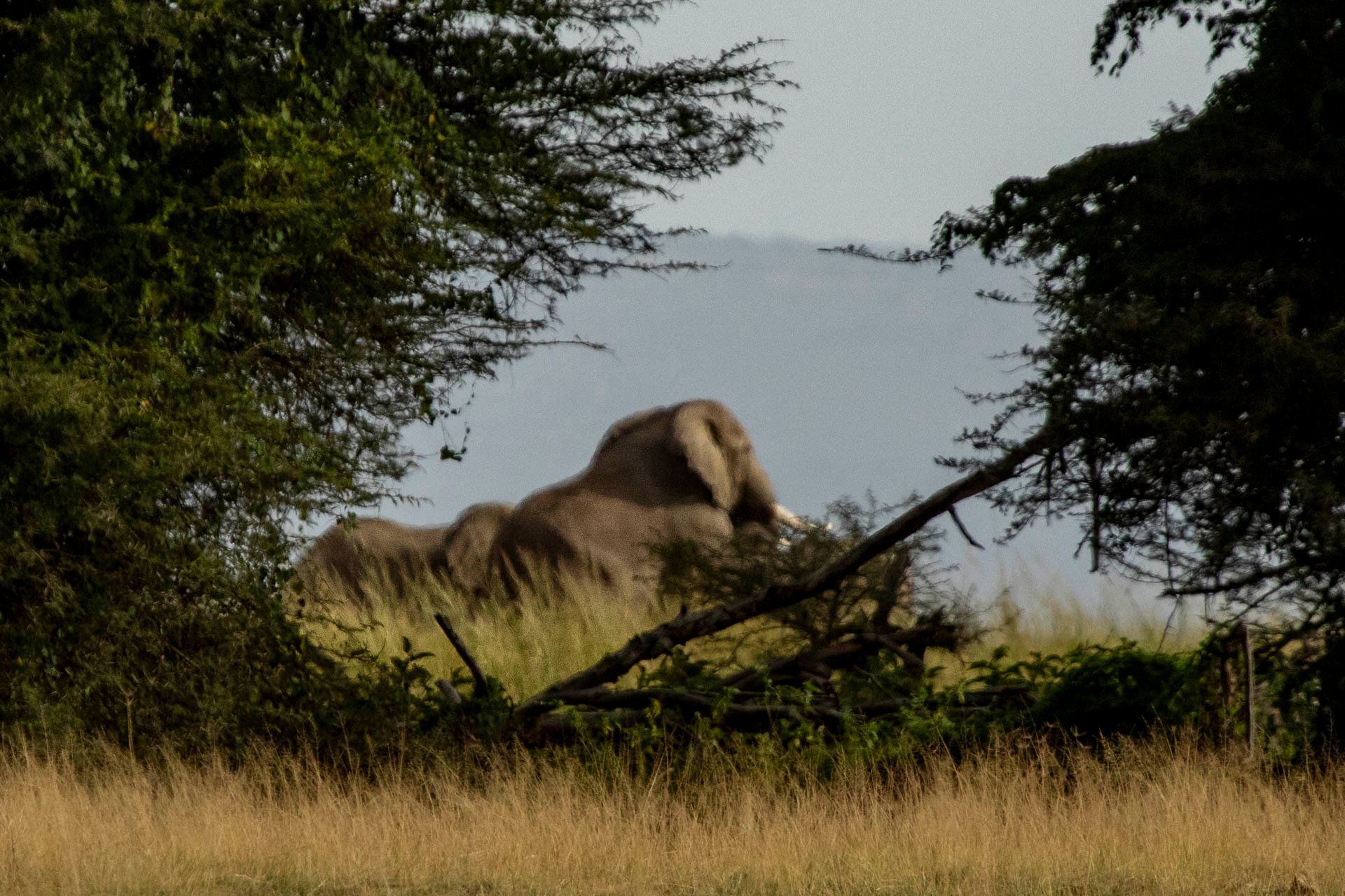F 8, 1/1250, ISO 640 | Guide Johnson Salash 