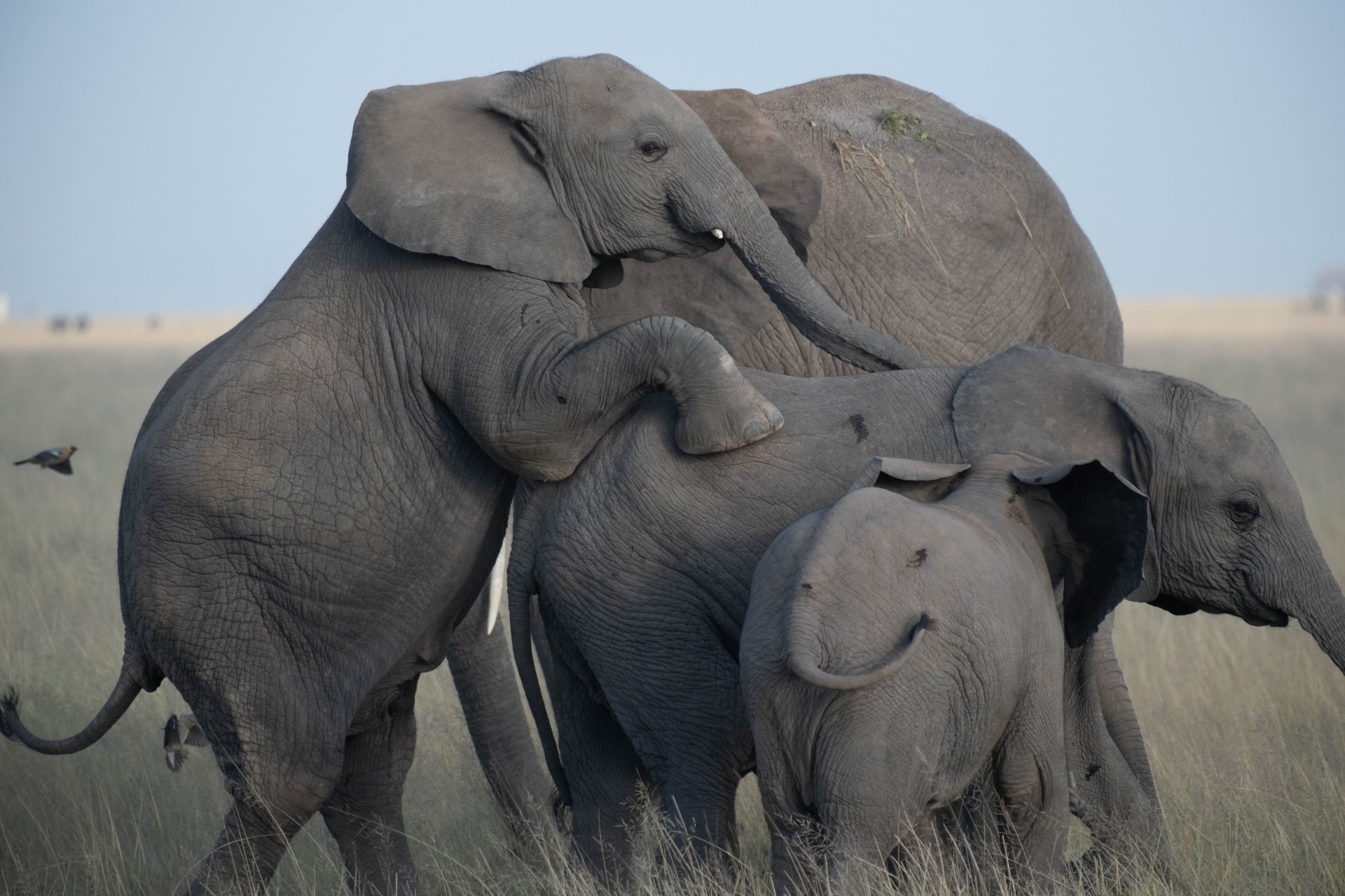 Courtship behaviour between elephants, typically observed when a bull is in musth