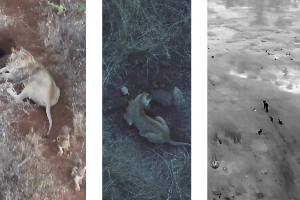 Drone footage used to spot Pride