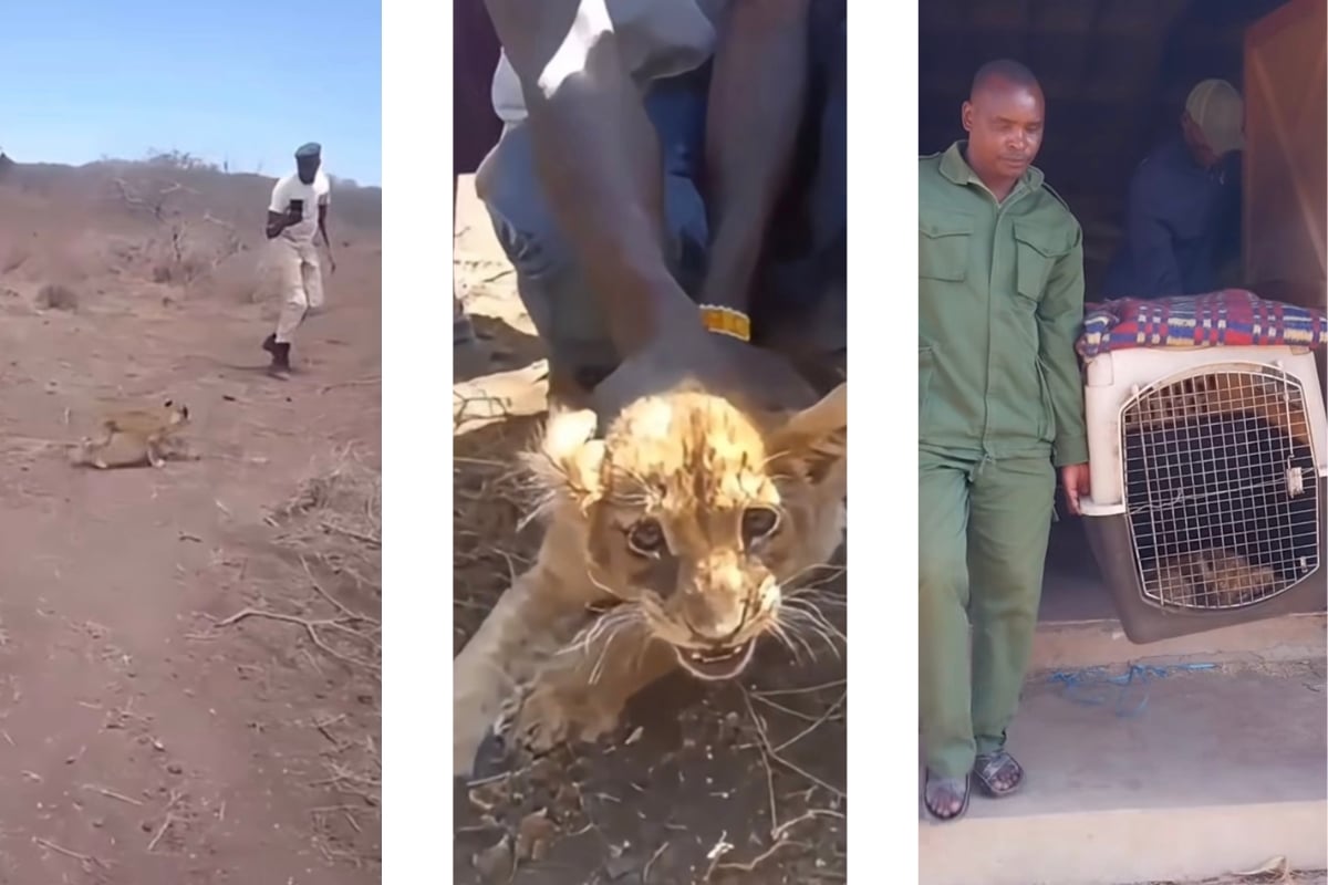 Kimana Cub being retrieved by rangers