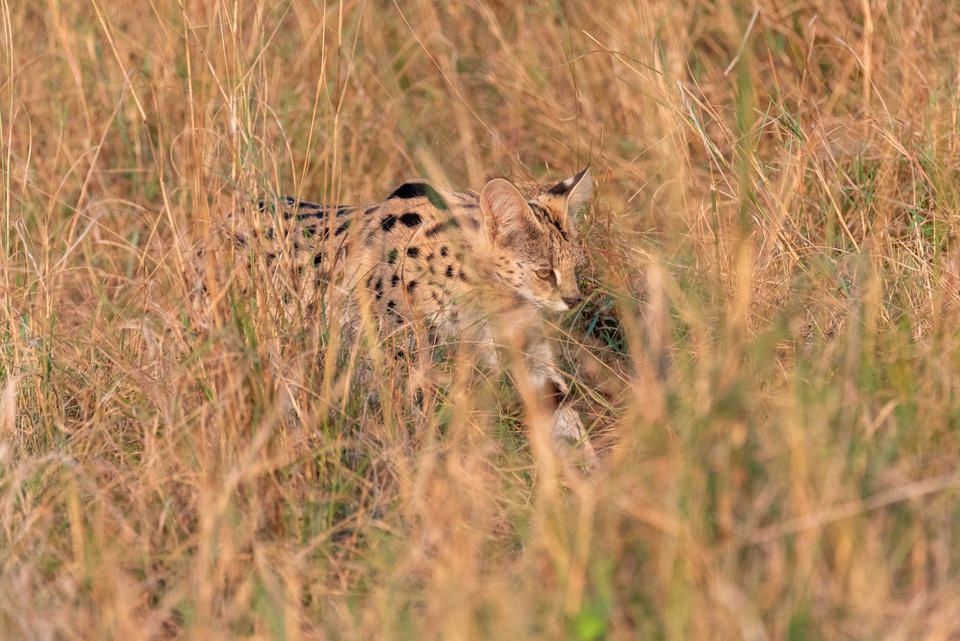 F 6.3, 1/2000, ISO 1400 | Guide Wilson Naitoi