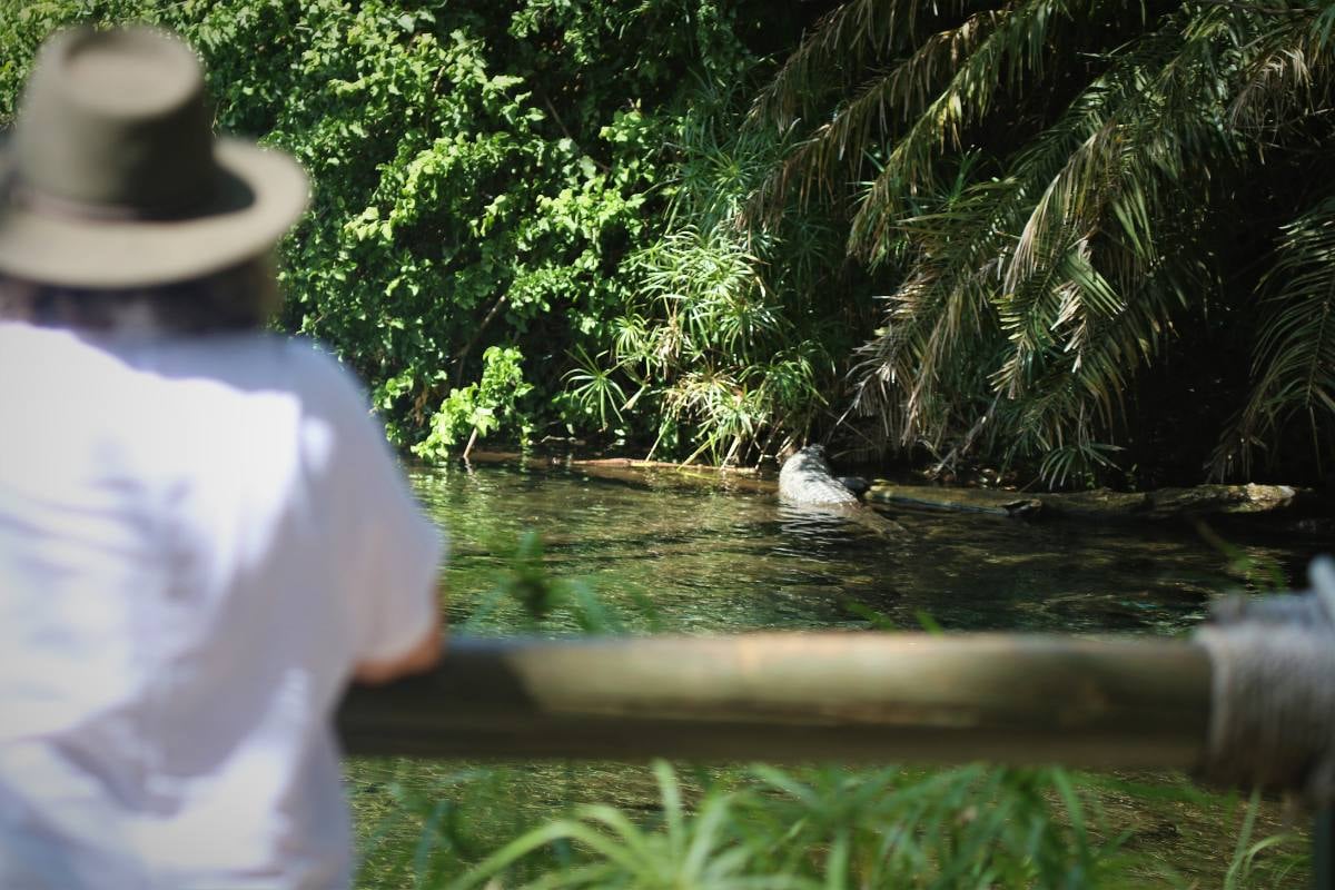 Mzima Springs: crystal-clear waters filtered through volcanic rock 