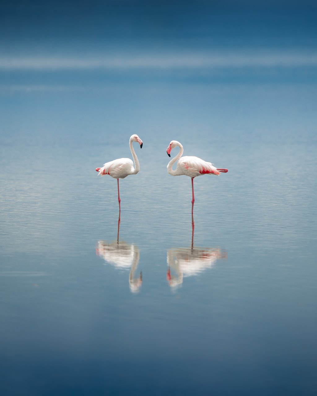 Different species, like flamingoes, are found in Amboseli National Park 
