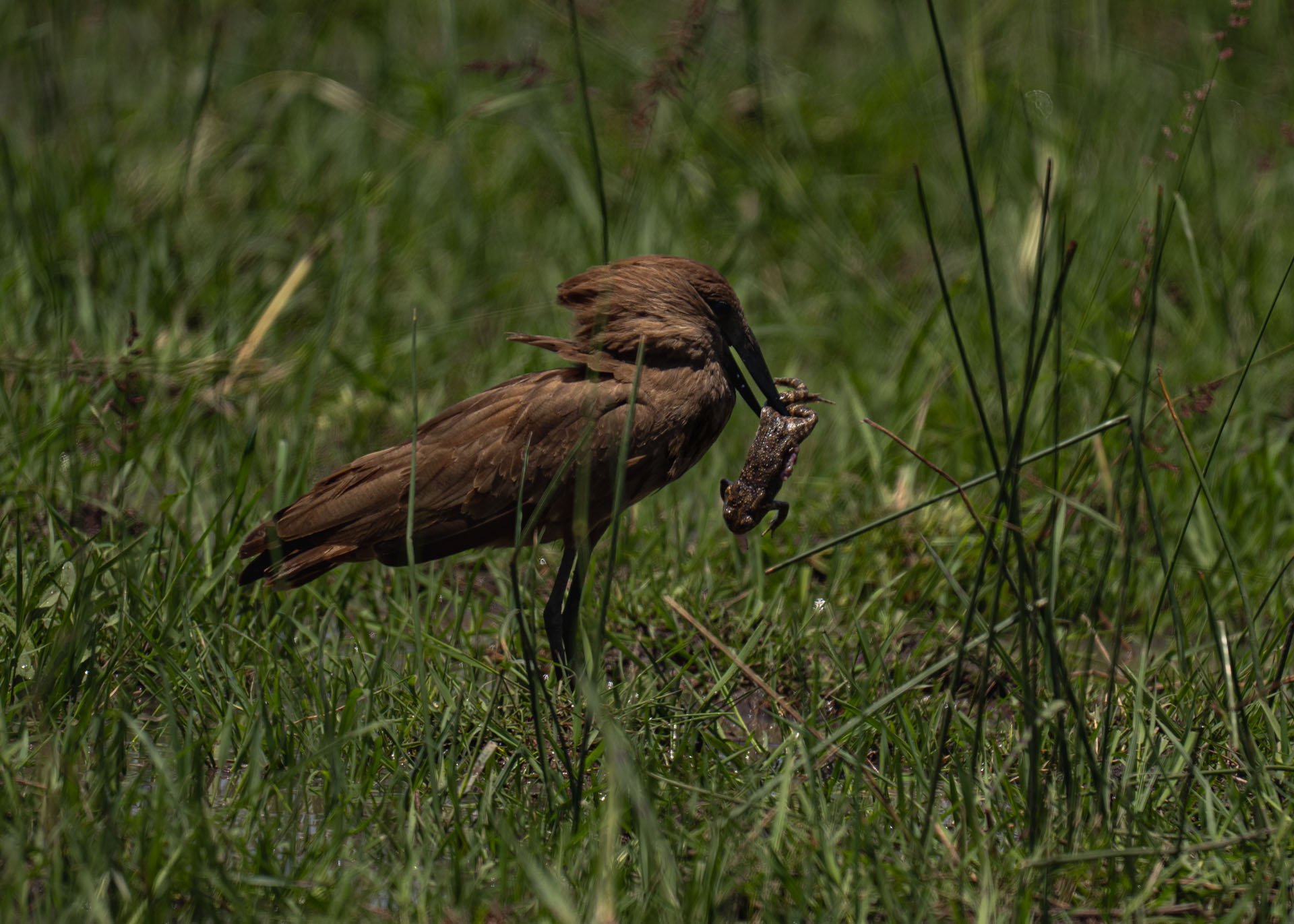 F6.3, 1/1250, ISO160 | Arnold Omondi 