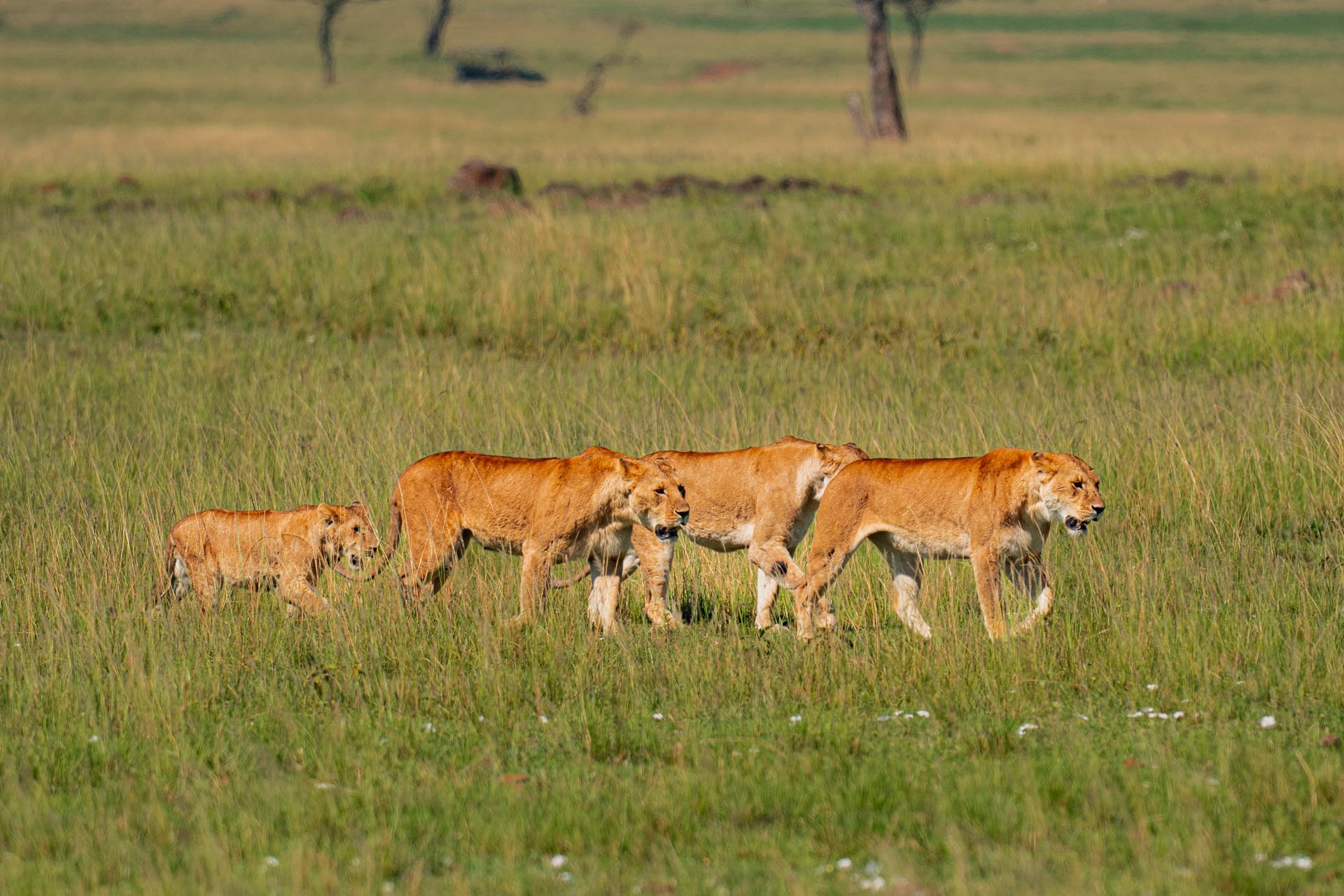 F6.3, 1/1250, ISO160 | Arnold Omondi 