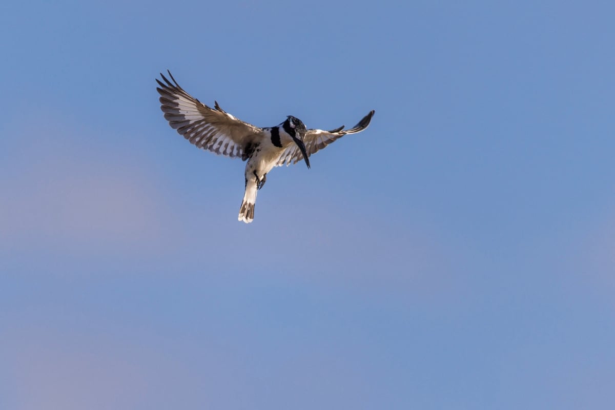 Pied Kingfisher (Ceryle rudis) 