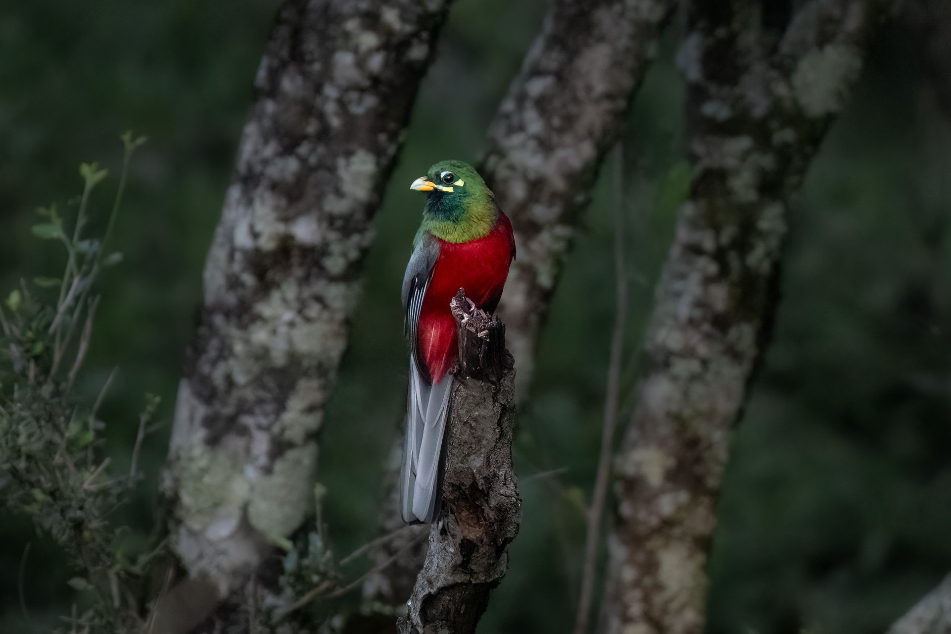 The beautiful Narina trogon is found deep in the wooded area around Angama Mara 