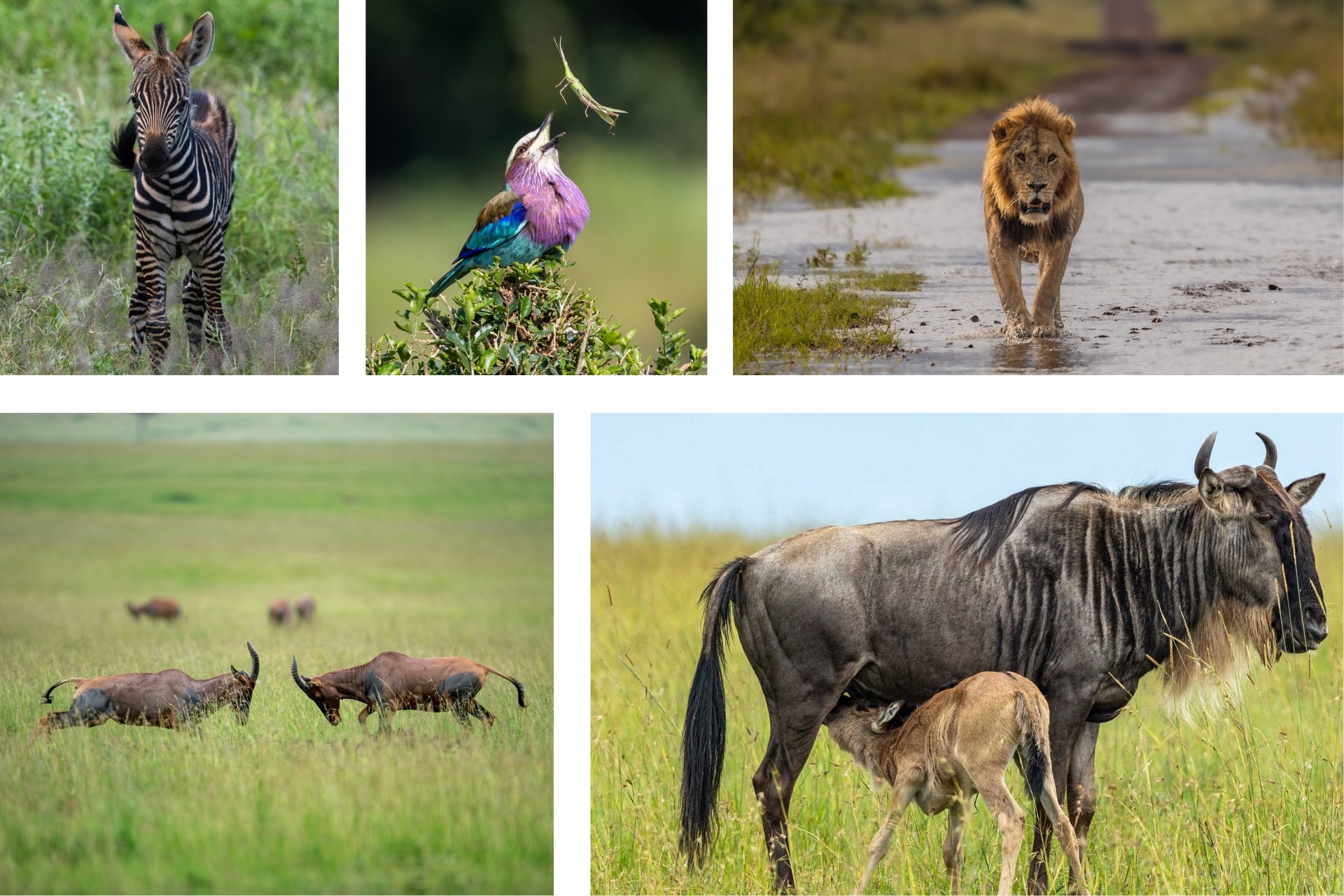 With the rain comes abundant food, meaning happy wildlife and happy safari-goers
