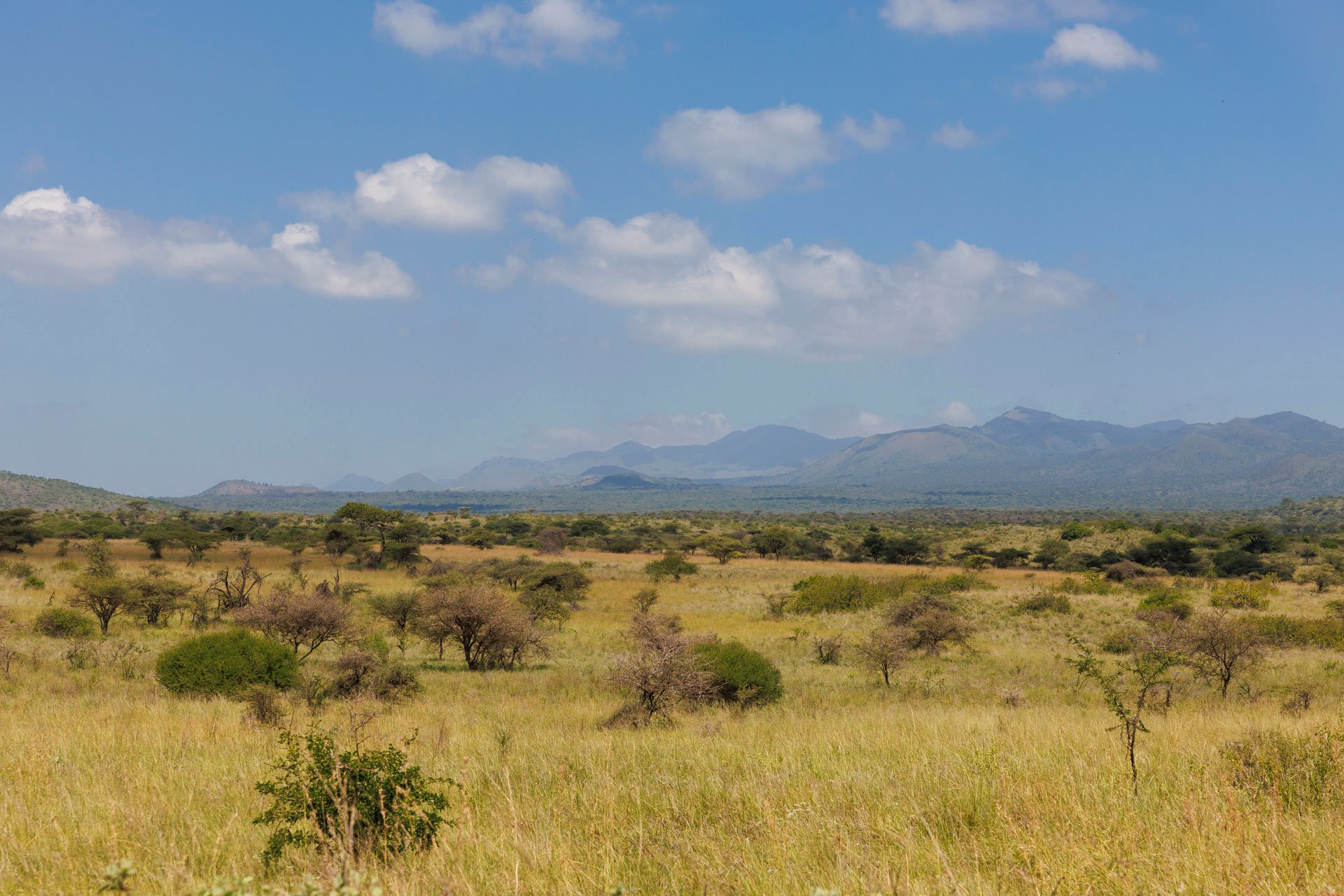 The Chyulu Hills are some of the youngest mountains on Earth, born from volcanic eruptions just 500 years ago. 
