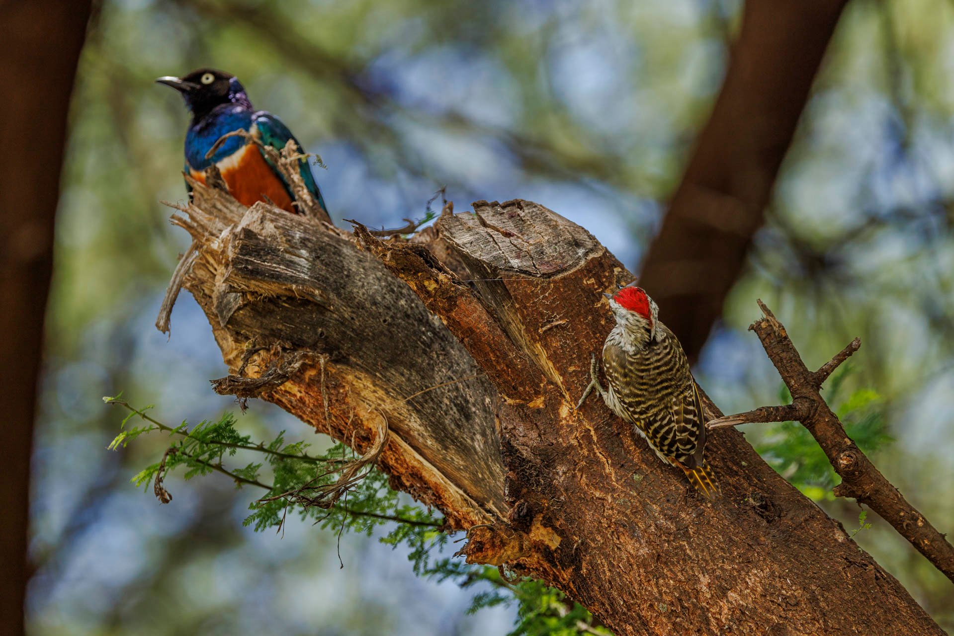 F7.1, 1/320, ISO320 | Rio Marvin 