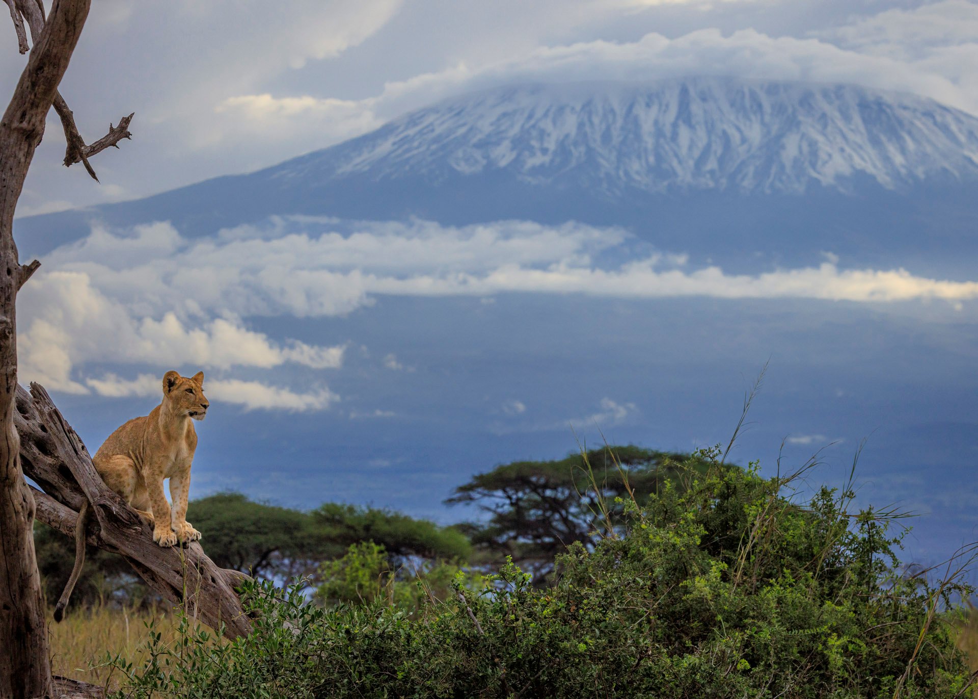 Above: 'Look, Simba. Everything the light touches is our kingdom'