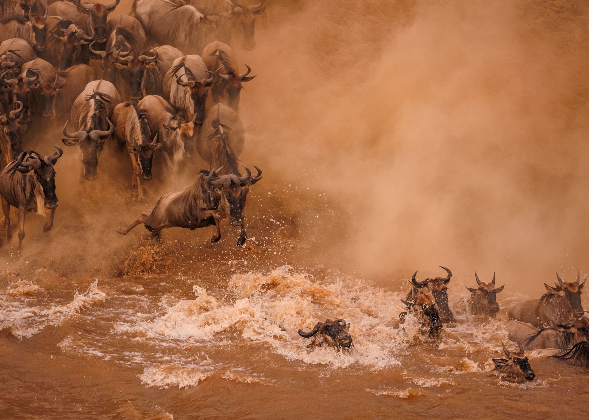 Above: Wildebeest go jumping one by one