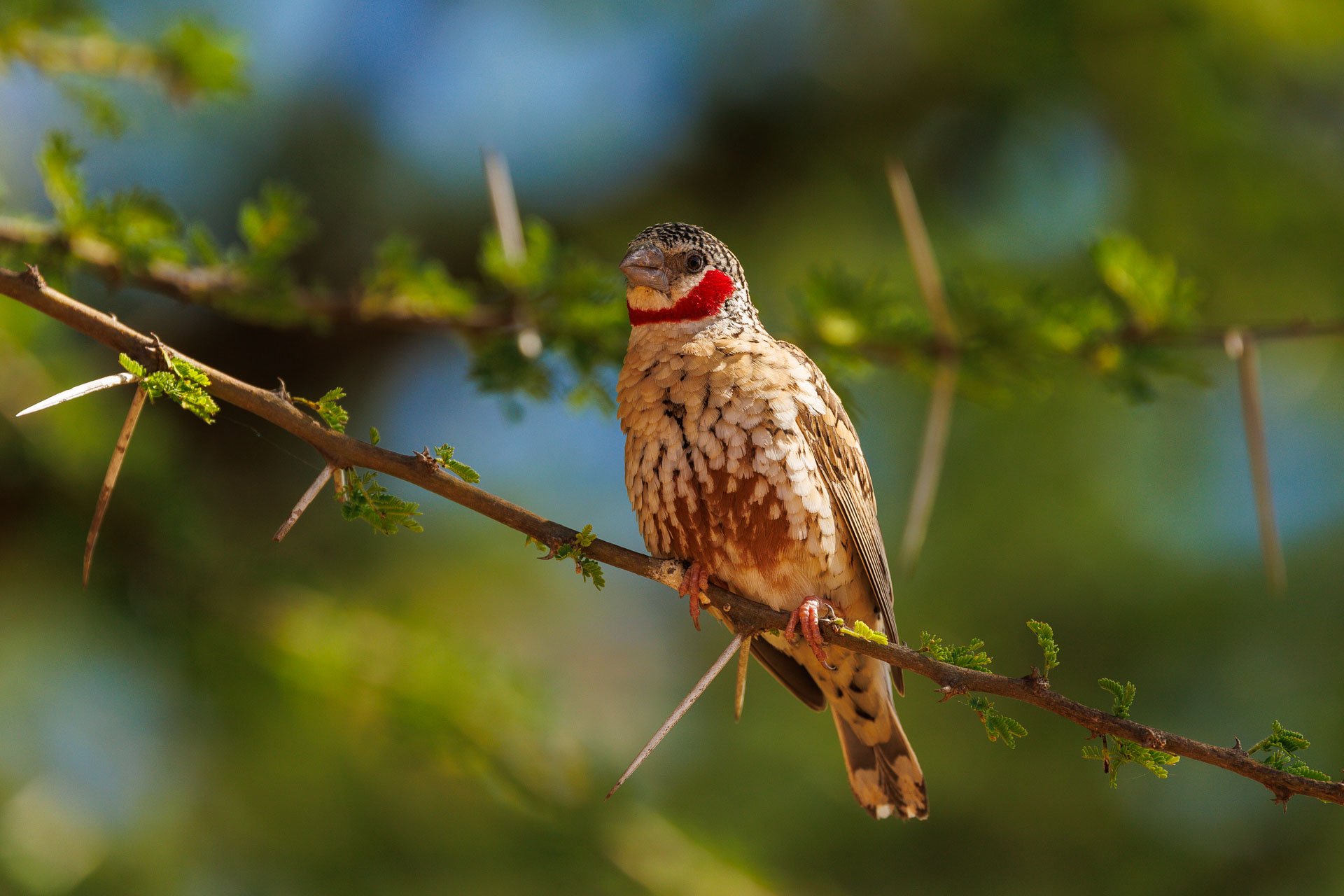 F7.1, 1/800, ISO250 | Guide Jeremy Lorinyo 
