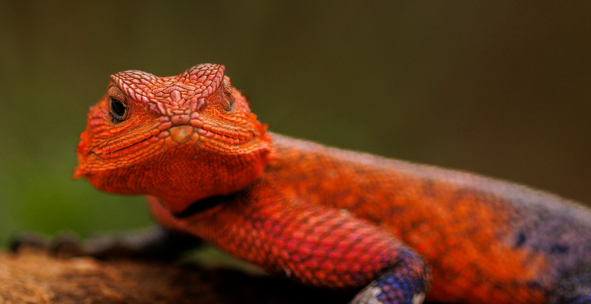 Above: Agama lizard: fierce in technicolour