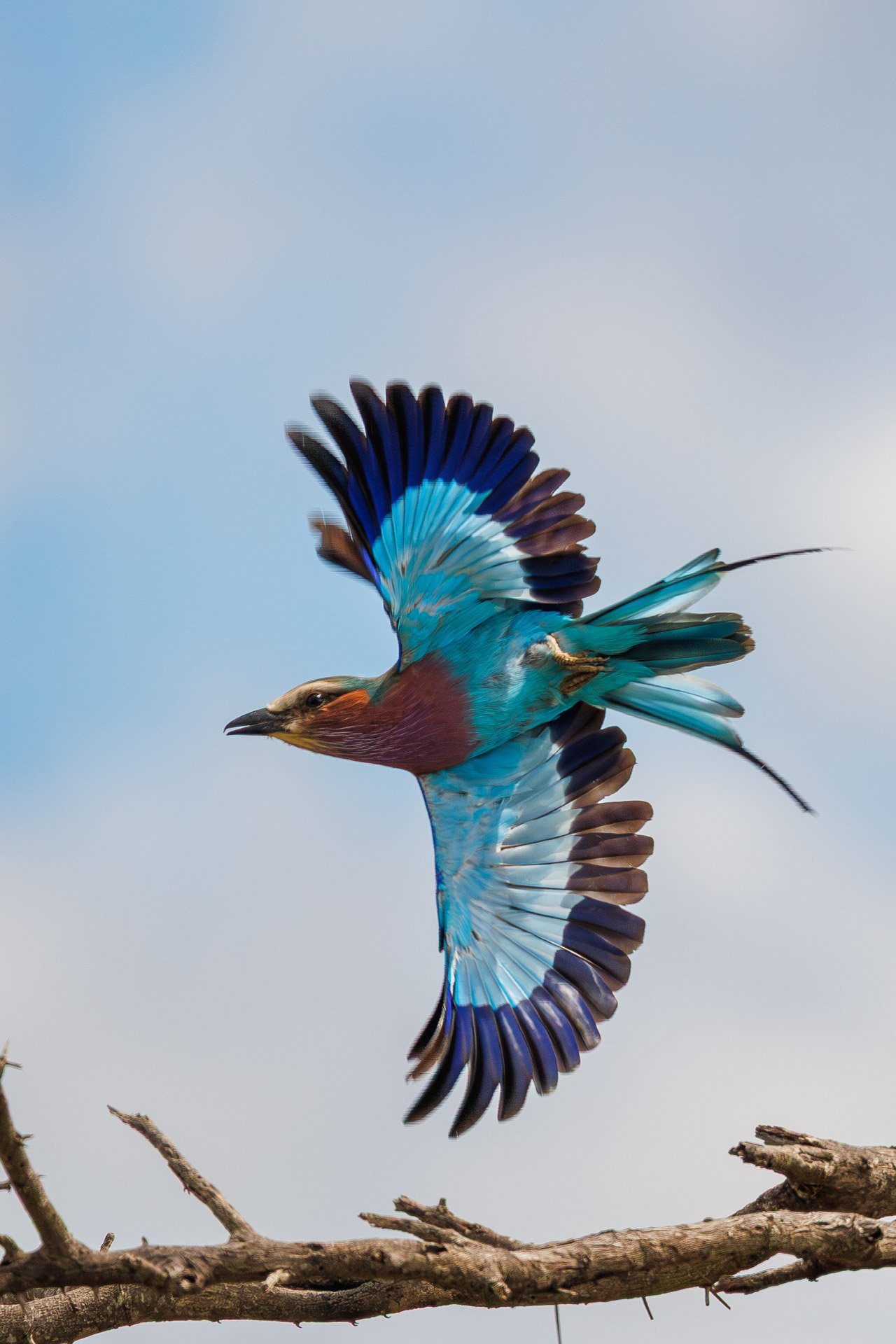 F7.1, 1/2500, ISO320 | Guide Jeremy Lorinyo 