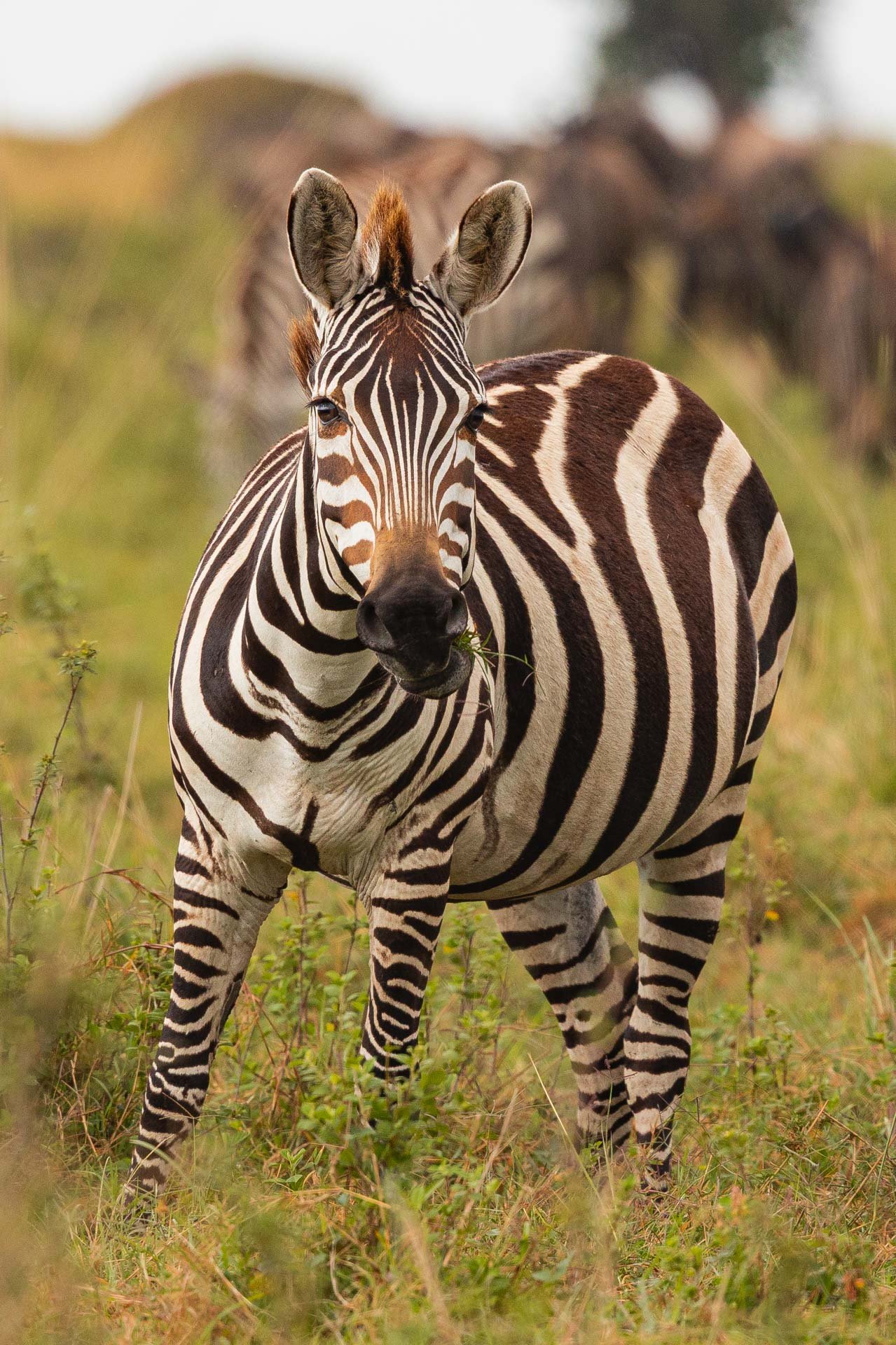 A textbook zebra with a twist of hypomelanism in its brown-toned muzzle and mane