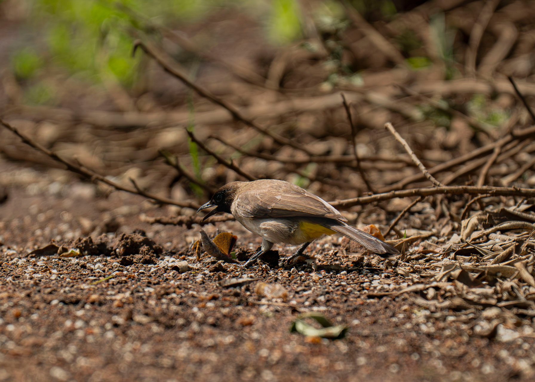 F6.3, 1/2000, ISO640 | Arnold Omondi 