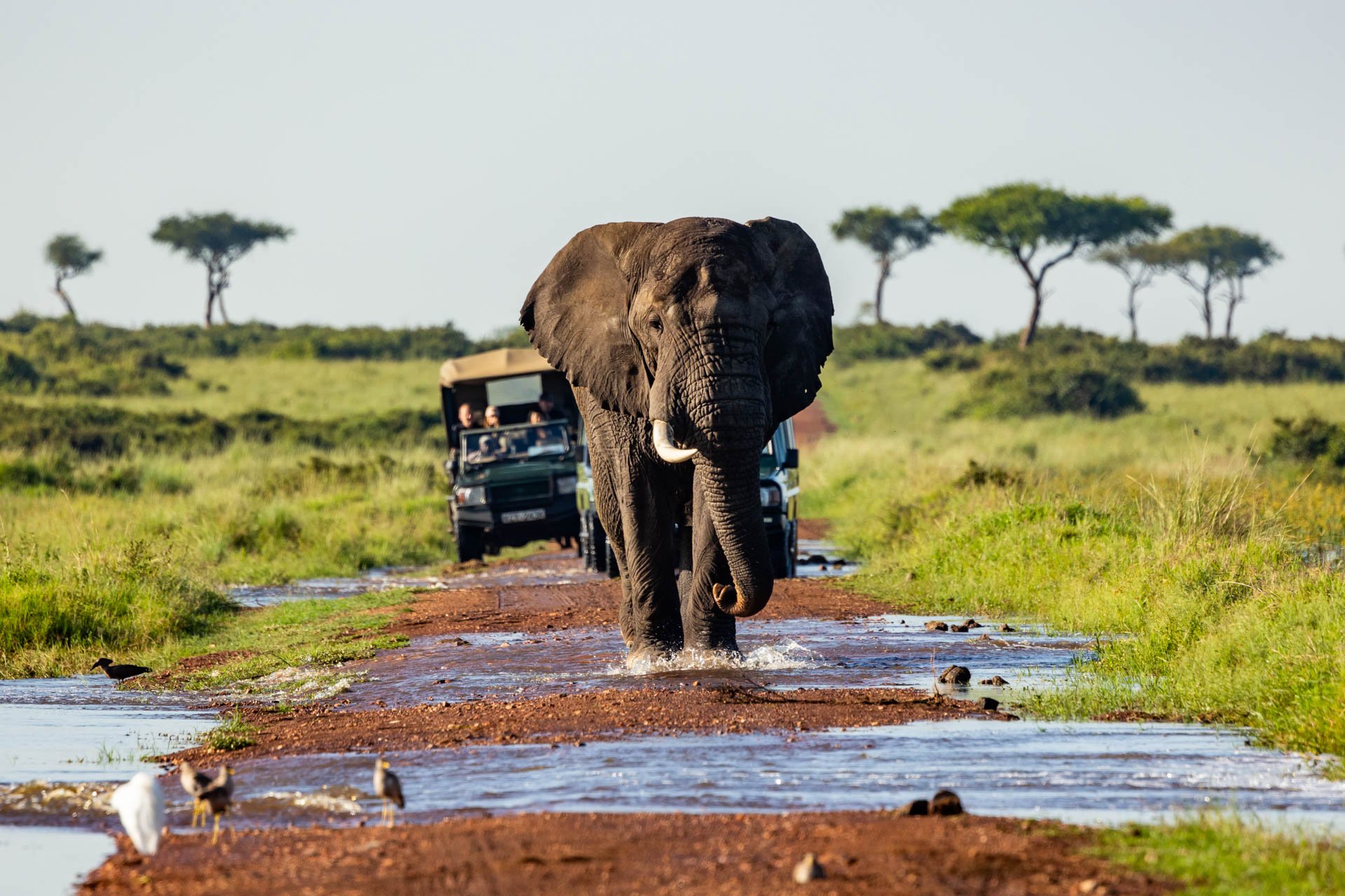 No need to take cover under a tree, our safari vehicles are well equipped for the rain