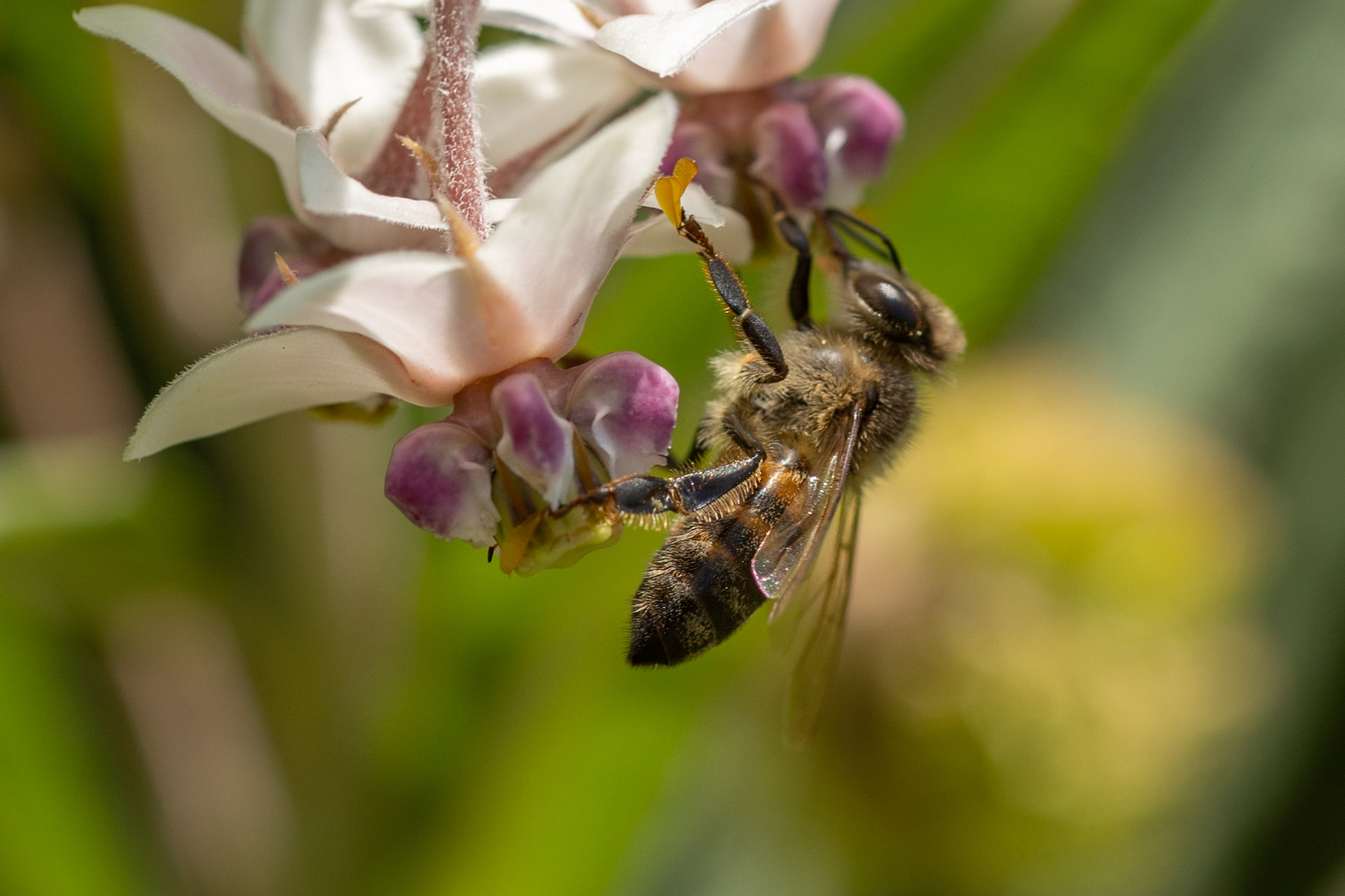 Busy bee