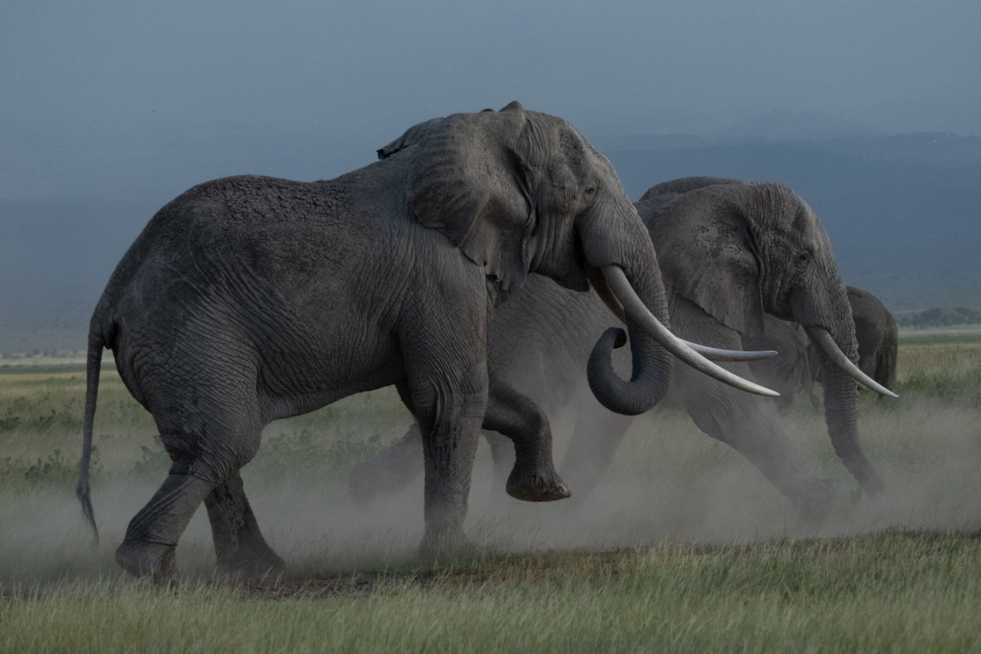 Above: Meet the mighty bulls
