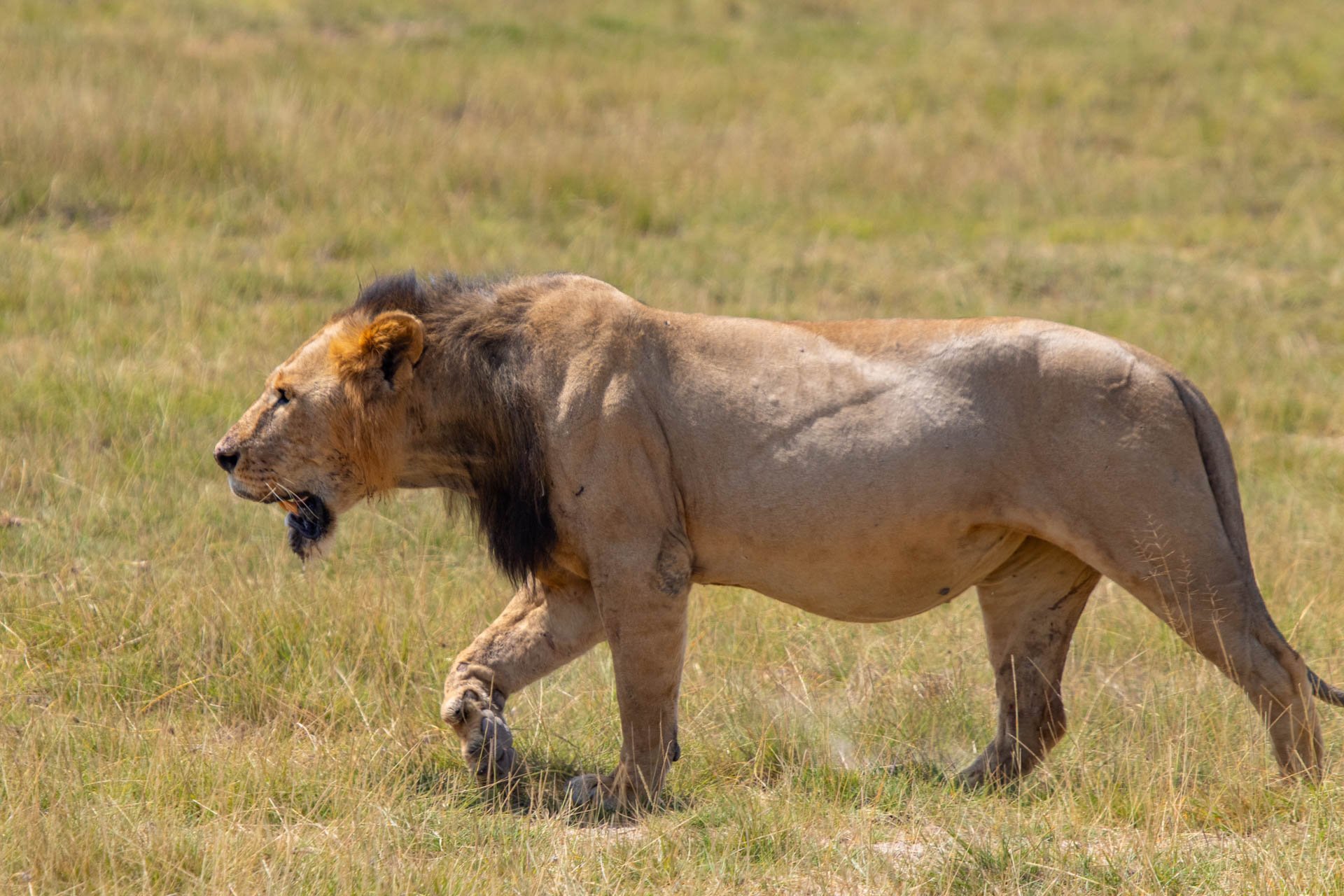 F7.1, 1/800, ISO250 | Guide Johnson Salash 