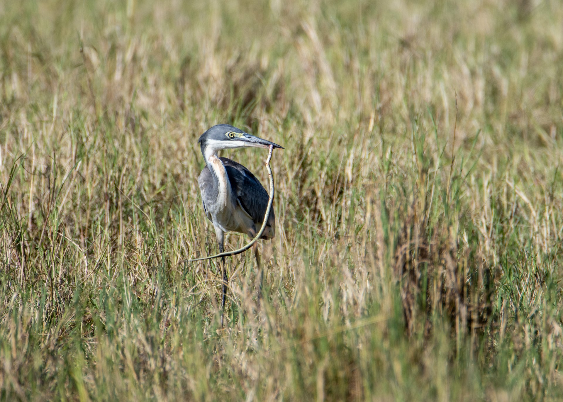 F 6.3, 1/800, ISO 200 | Robert Kiprotich