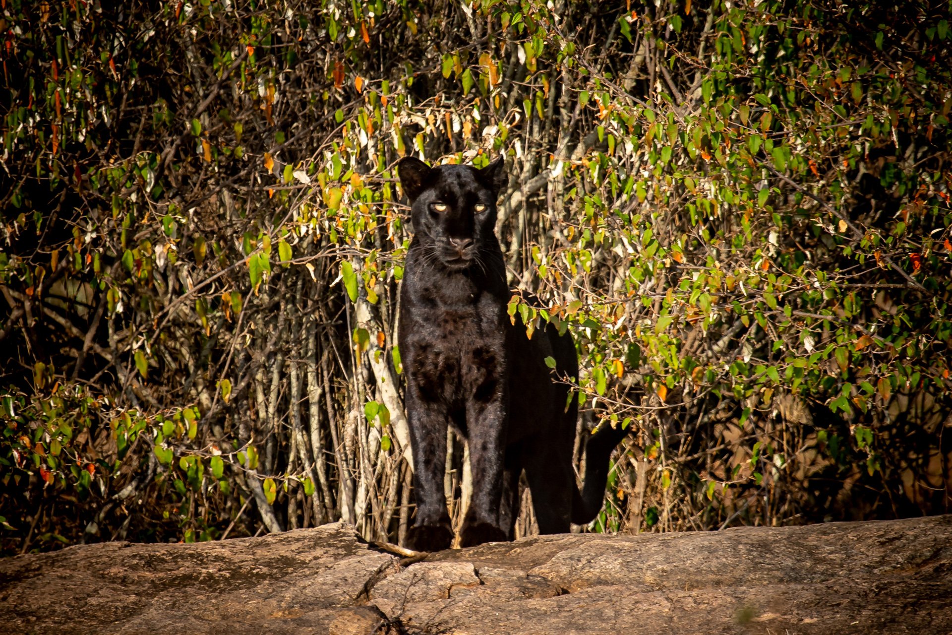 The incredible black leopard of Laikipia - Africa Geographic