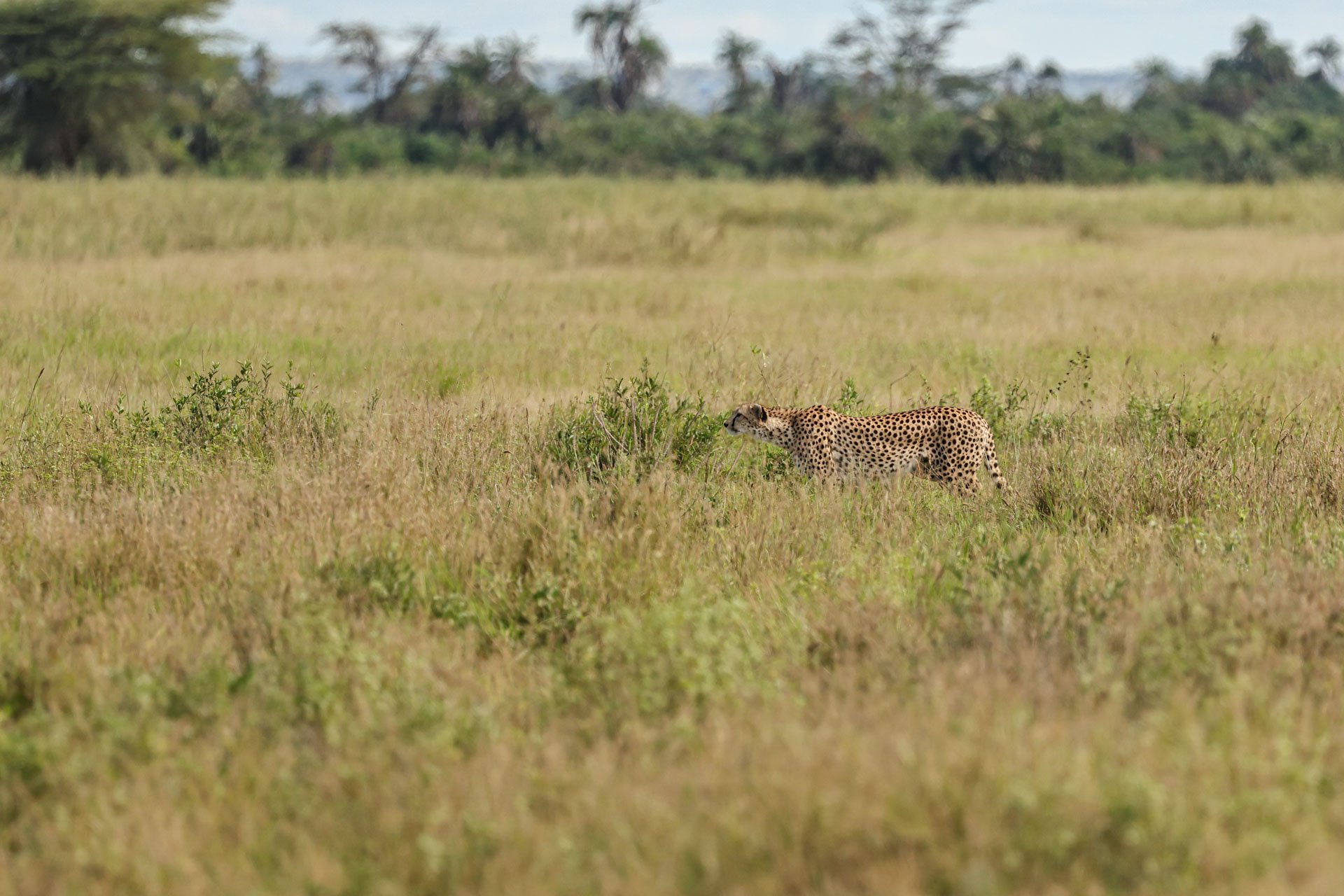 F7.1, 1/2500, ISO1250 | Guest Dawn Laguens 