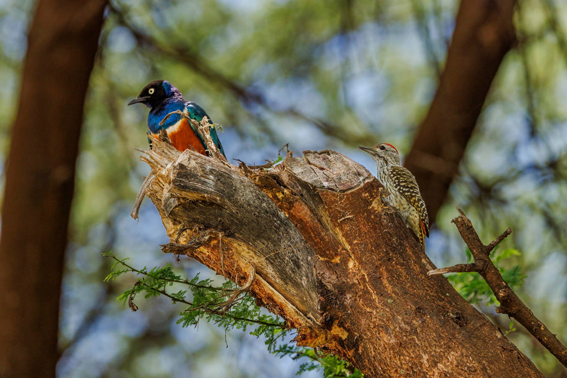 F7.1, 1/320, ISO320 | Rio Marvin 