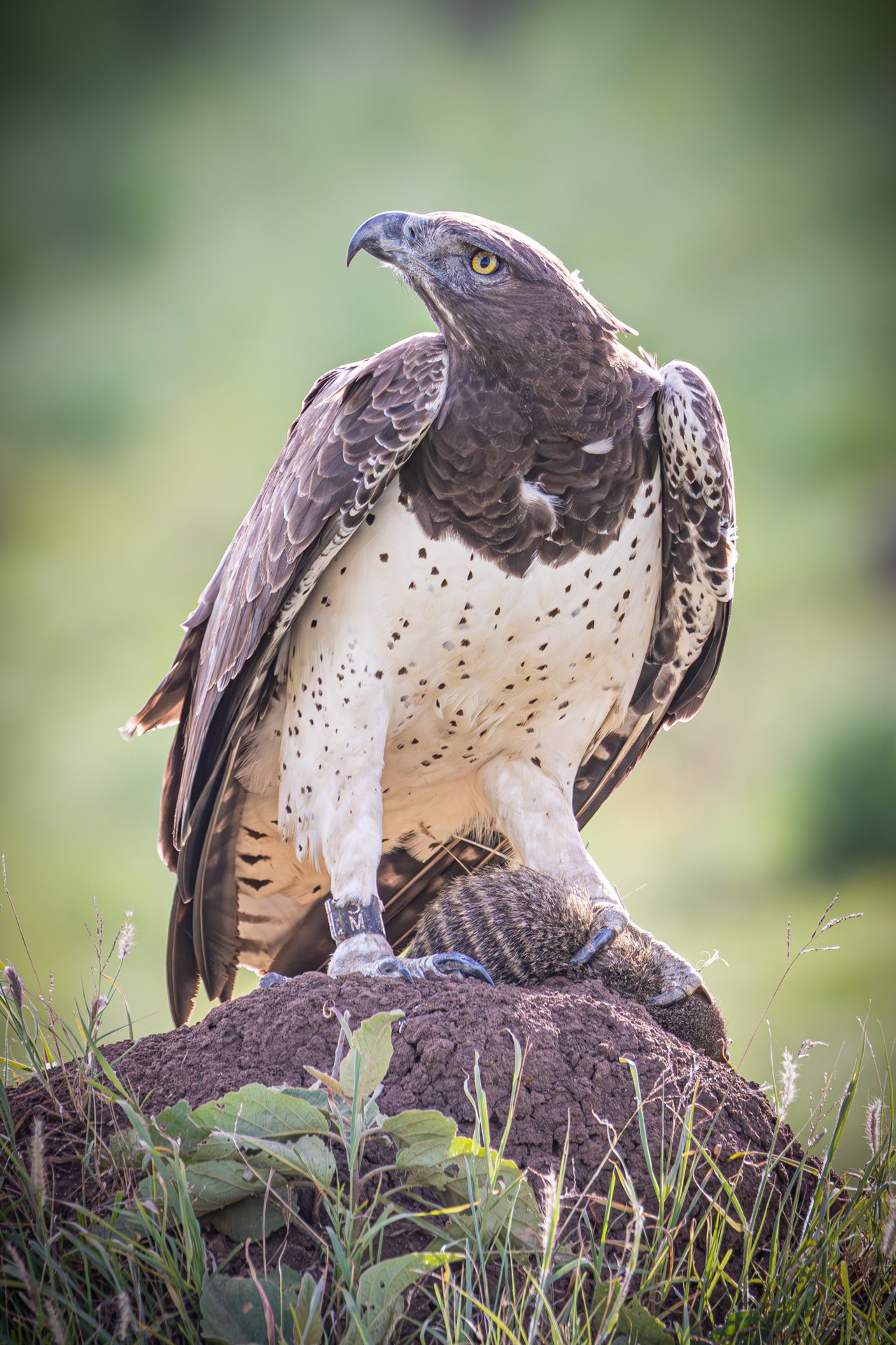 A memorable early shot — a martial eagle with a banded mongoose kill