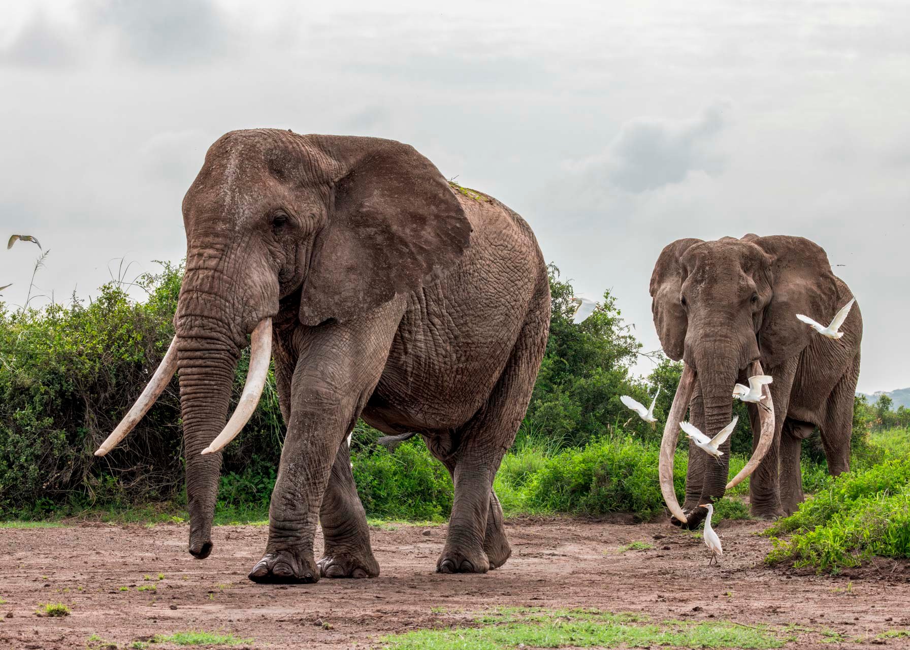 Craig's right tusk weighed 67kg, and his left 58kg