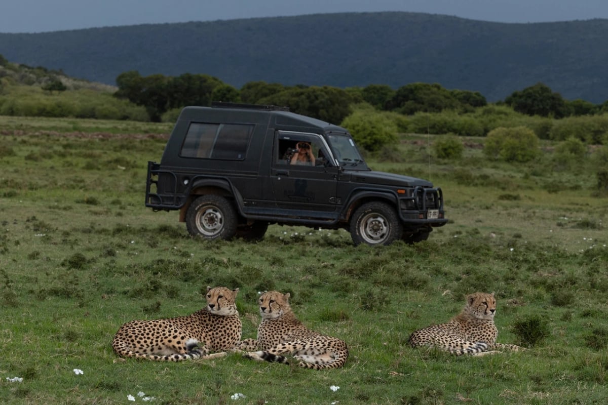 Dr. Elena V. Chelysheva monitoring cheetahs