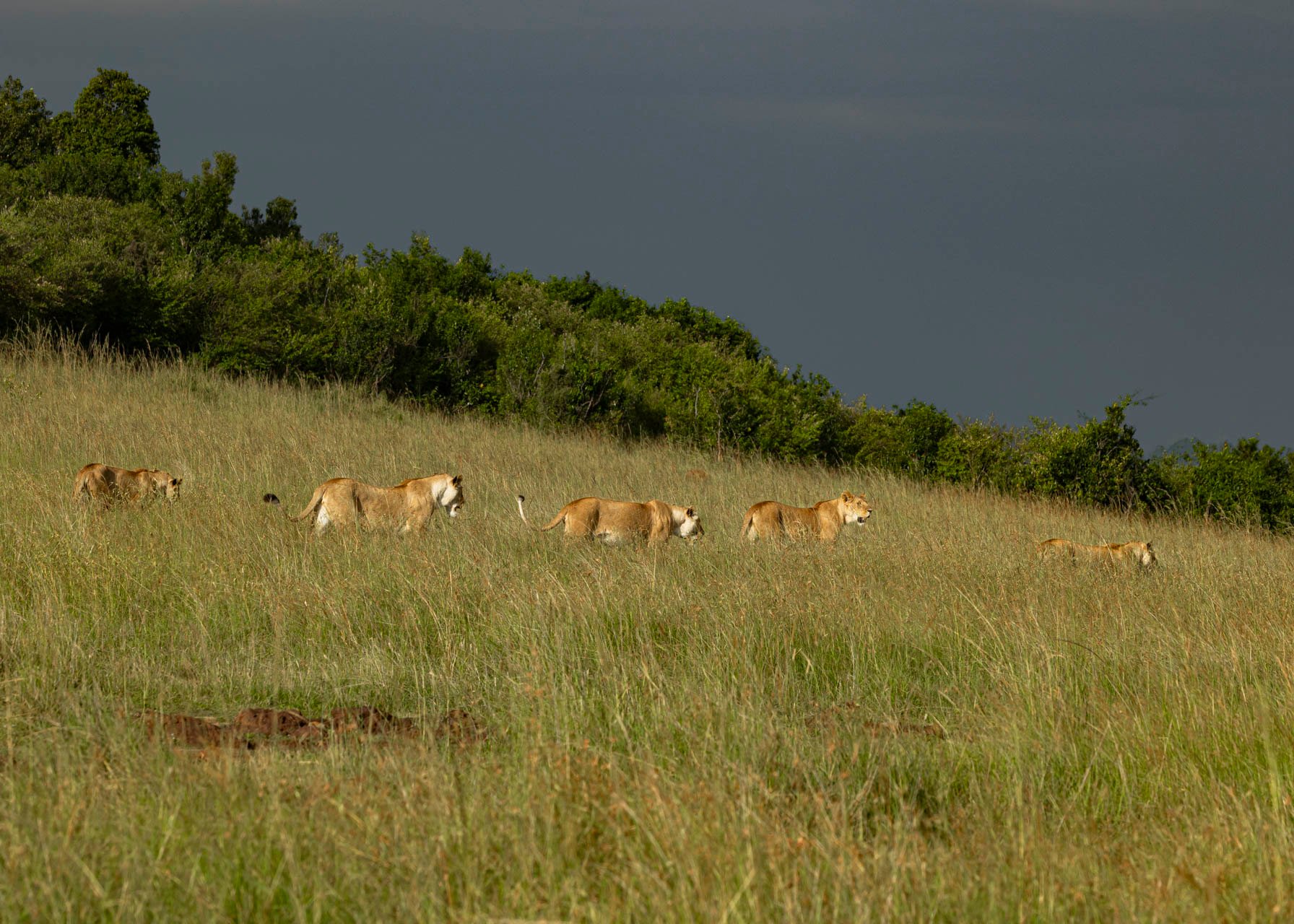 F11.0, 1/1000, ISO500 | Arnold Omondi 