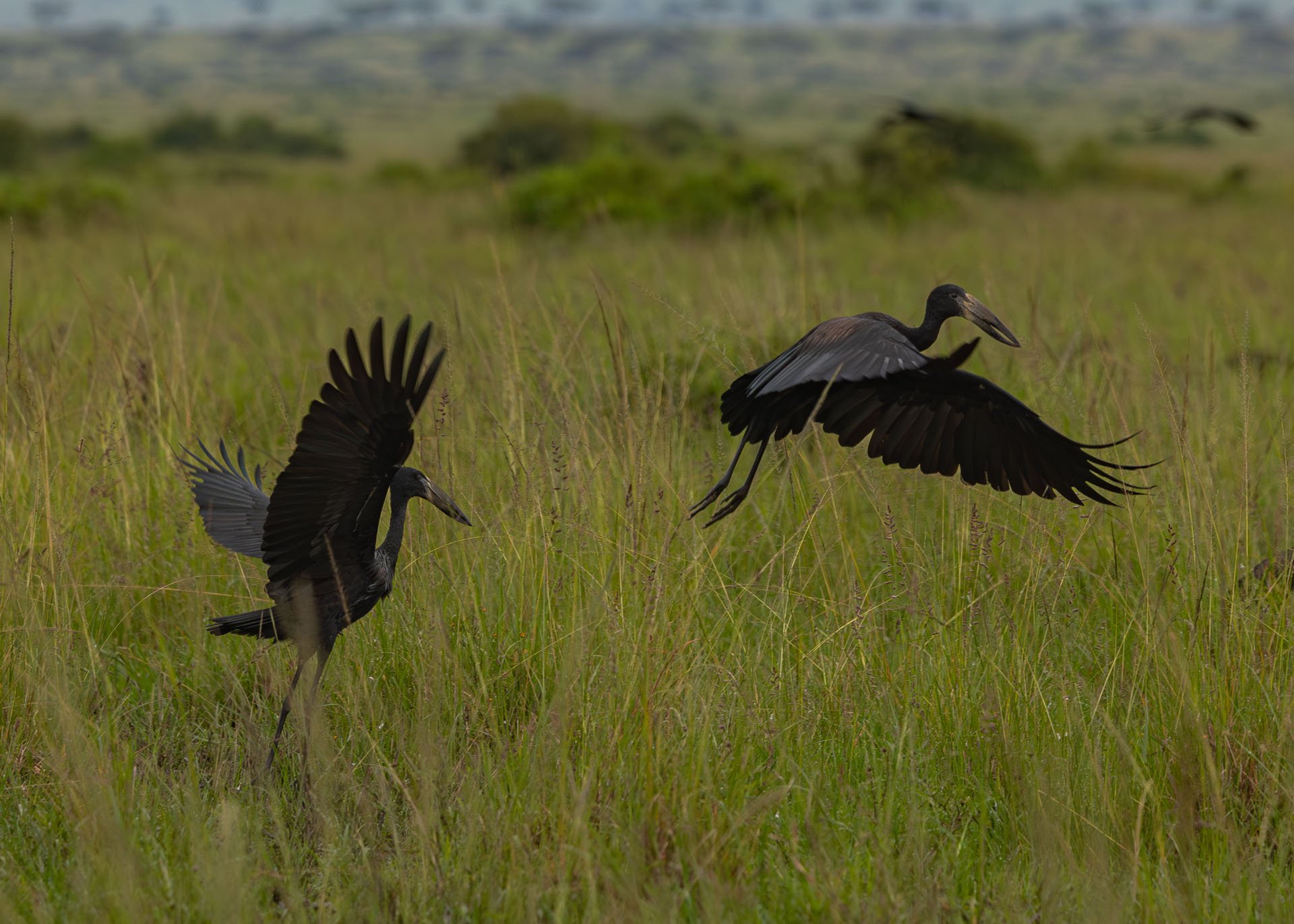 F7.1, 1/1000, ISO1000 | Arnold Omondi 