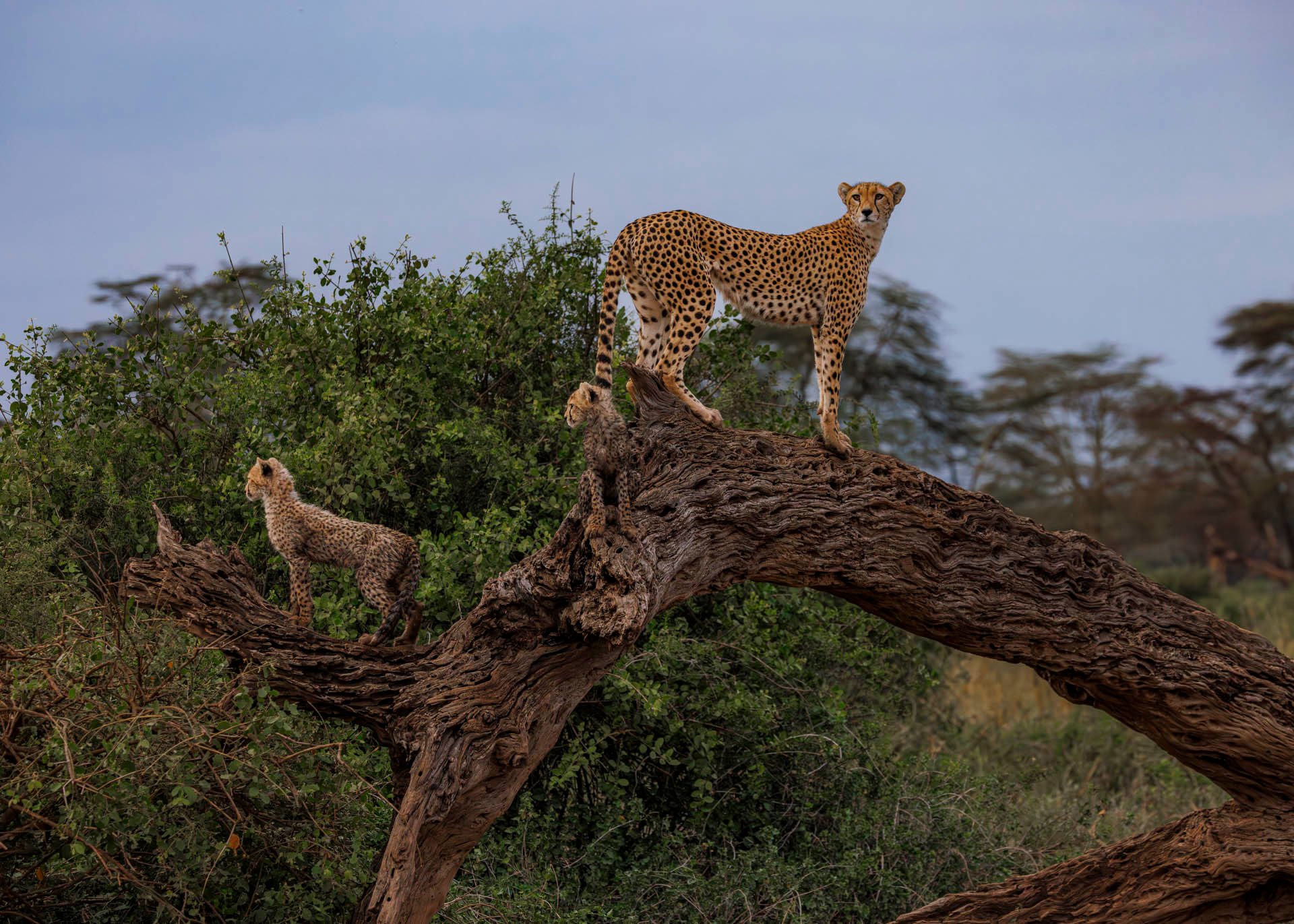 F6.3, 1/1600, ISO2000 | Marvin Mwarangu 