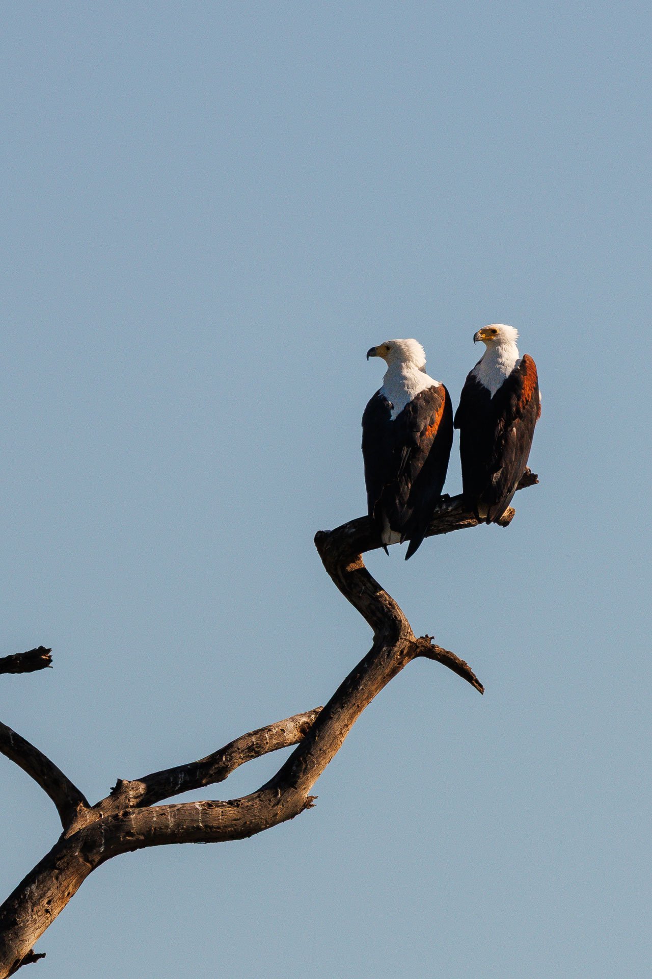 F7.1, 1/2000, ISO250 | Guide Jeremy Lorinyo 