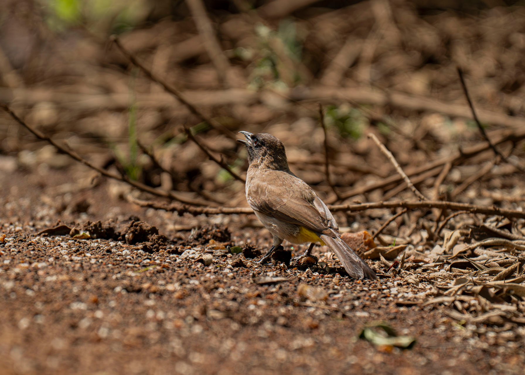 F6.3, 1/2000, ISO640 | Arnold Omondi 