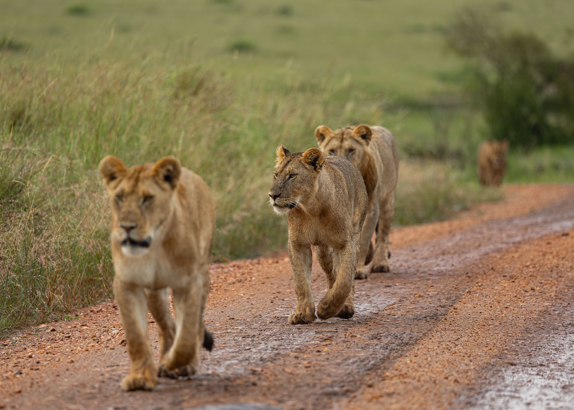 F6.3, 1/100, ISO320 | Arnold Omondi 