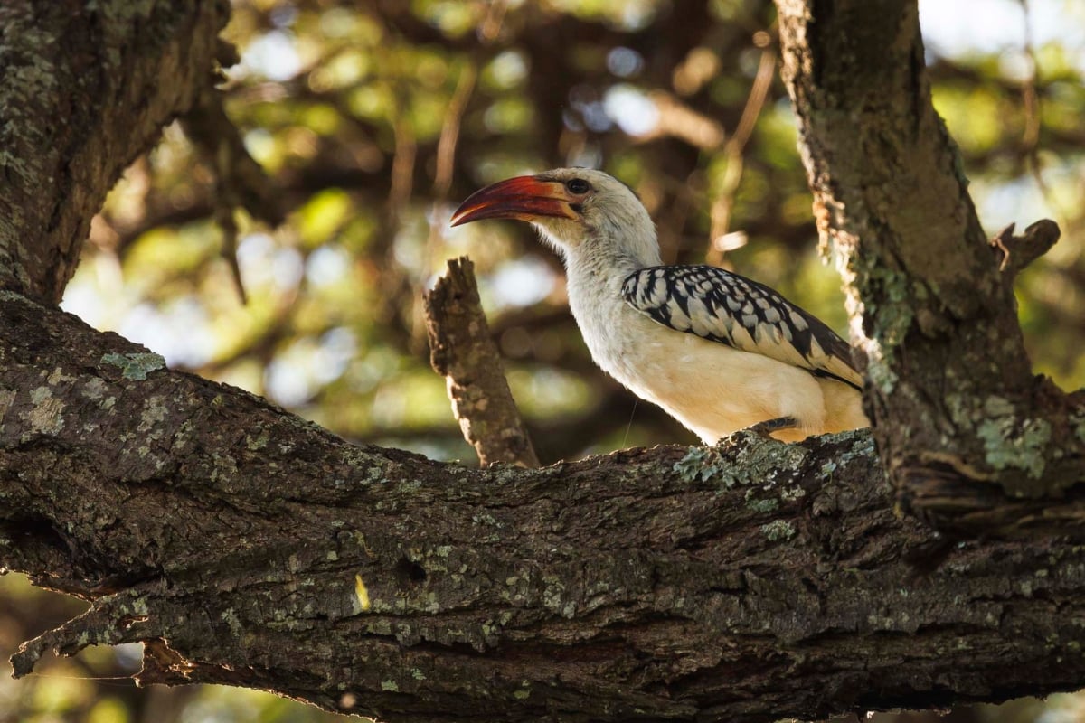 Northern red-billed hornbill (Tockus erythrorhynchus) 
