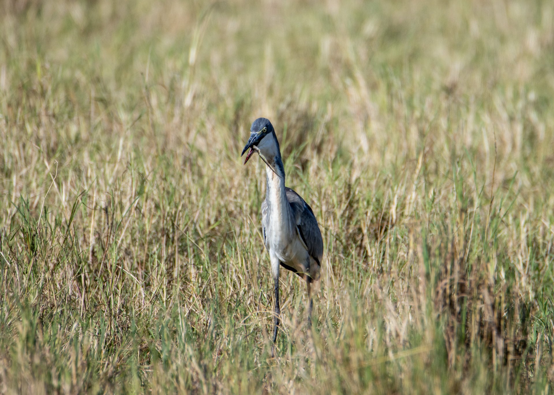 F 6.3, 1/800, ISO 200 | Robert Kiprotich