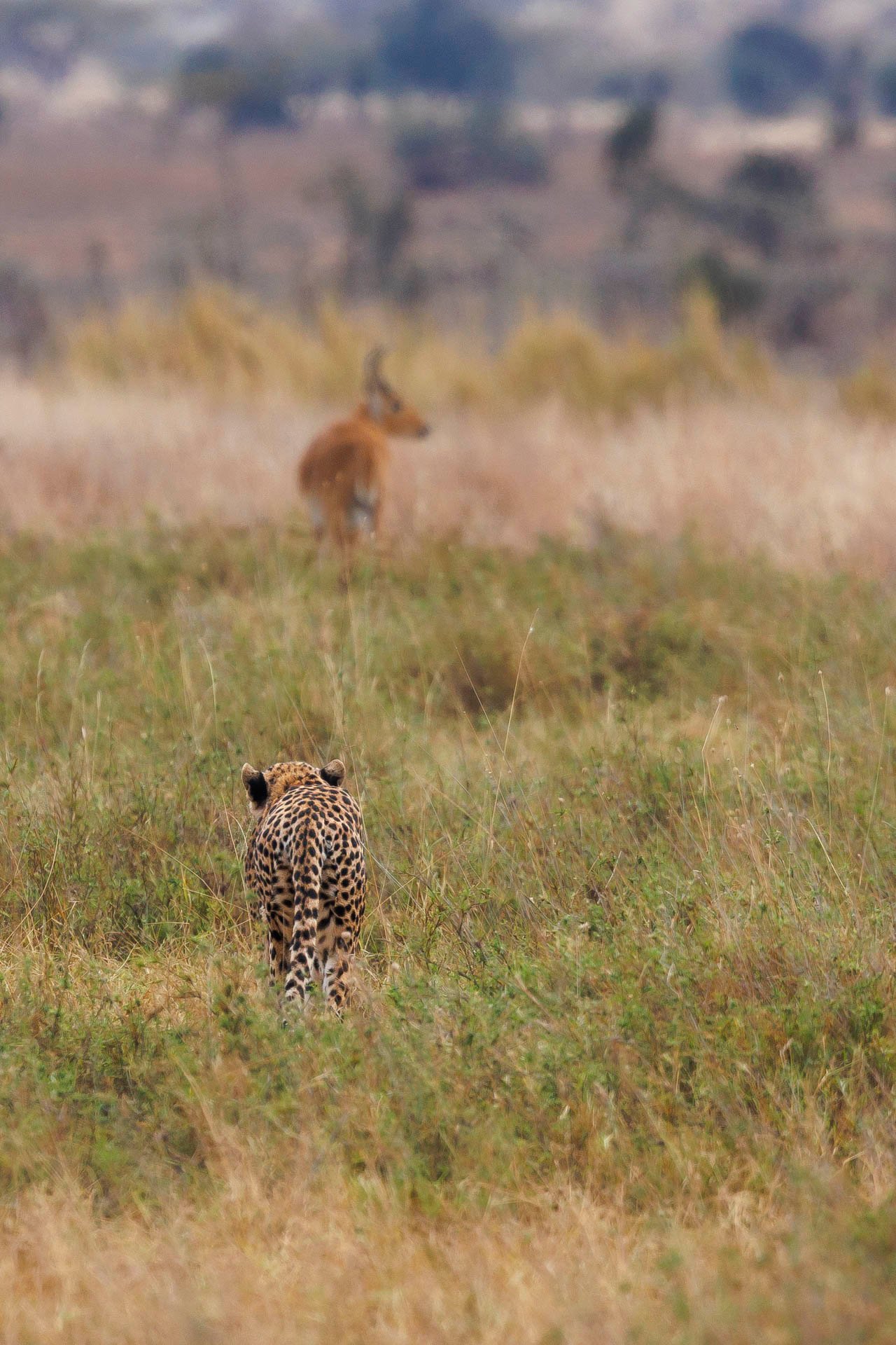F8.0, 1/800, ISO640 | Guest Michael Harth 