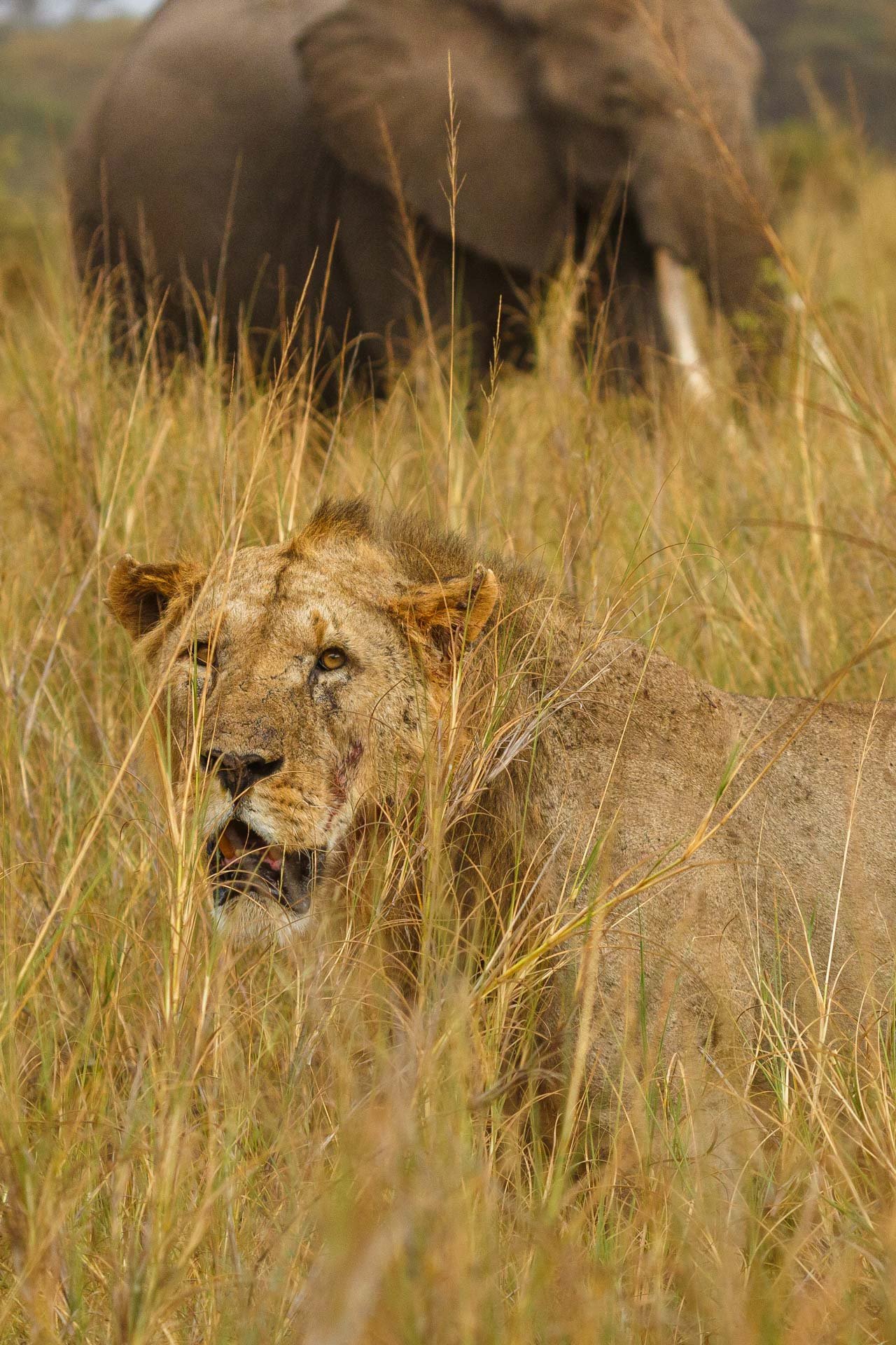 F7.1, 1/1000, ISO640 | Guide Johnson Salash 
