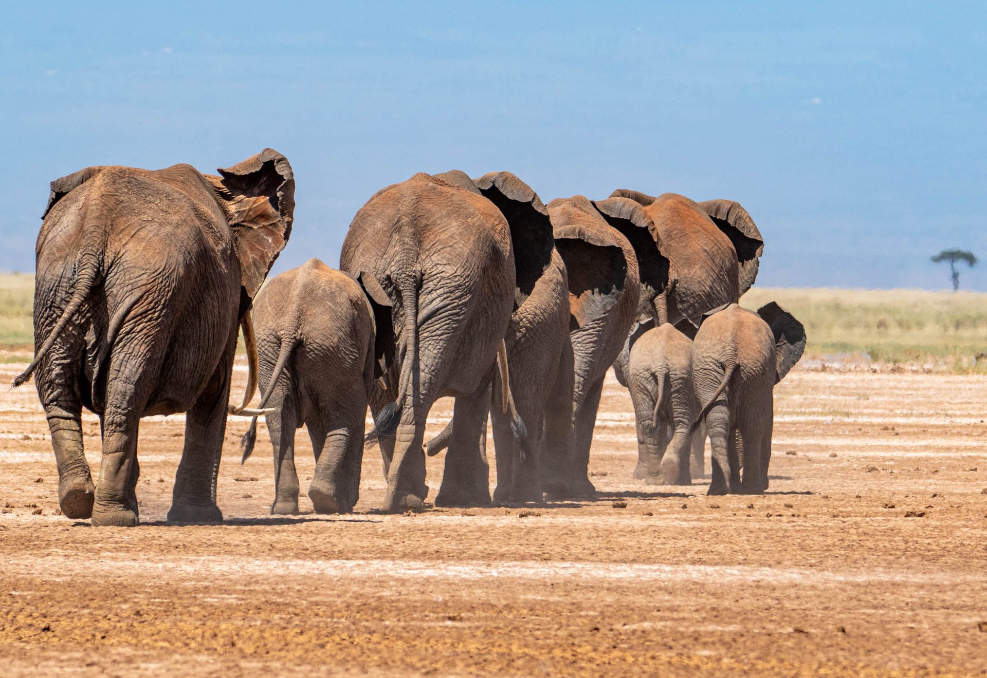 As they learn the routes, young calves stay in the middle, safely guarded