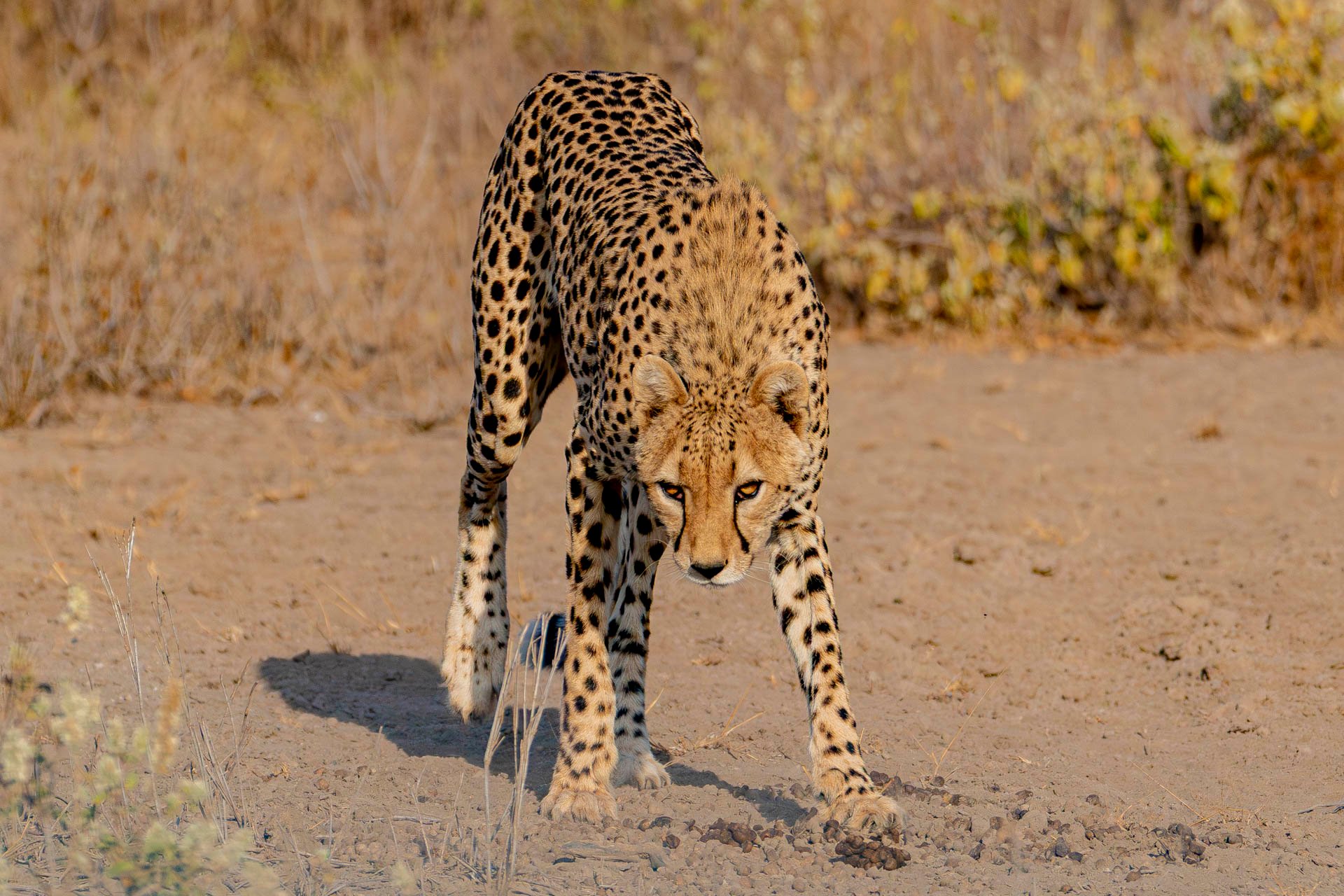 F6.3, 1/4000, ISO800 | Guide Alice Mantaine 