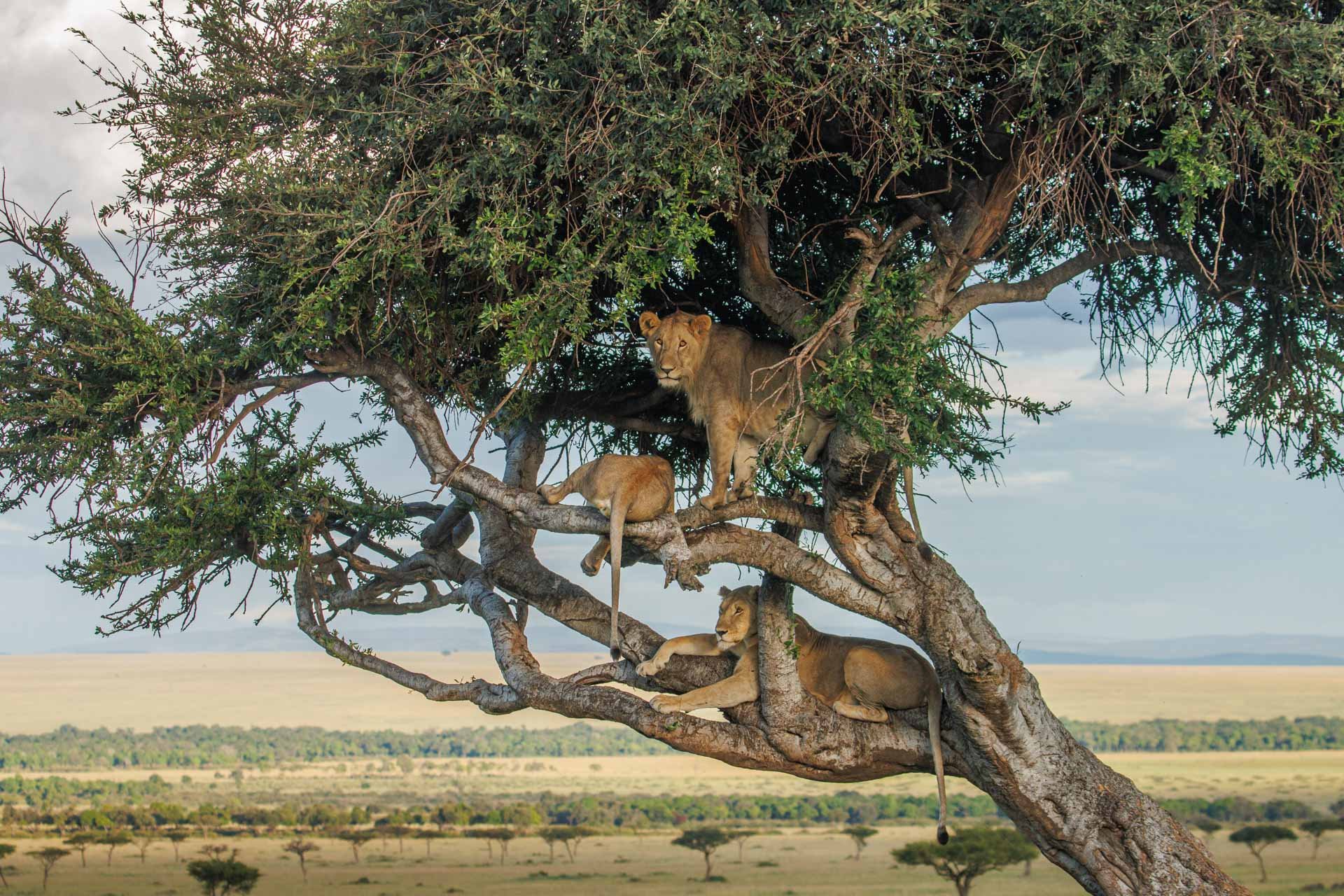 F5.6, 1/500, ISO320 | Guide Robert Kiprotich 