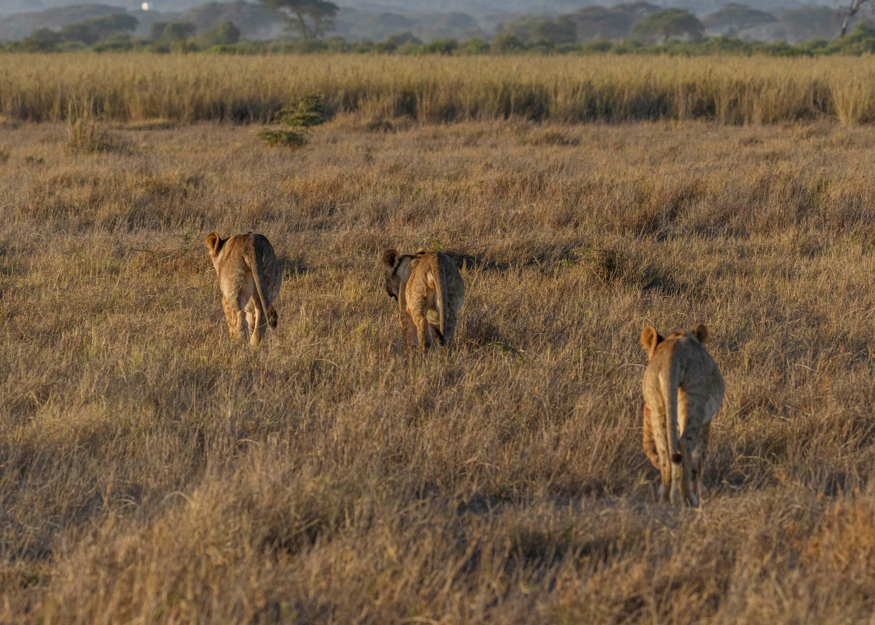 F8.0, 1/1000, ISO1000 | Guide Alice Mantaine 