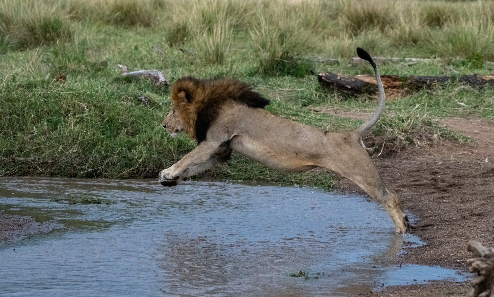 Above: Chongo clearly isn't a fan of getting his feet wet