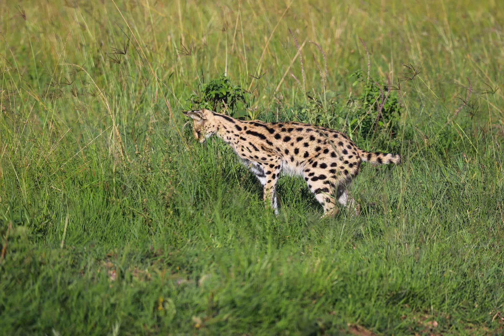 F7.1, 1/800, ISO200 | Japheth Supeyo 