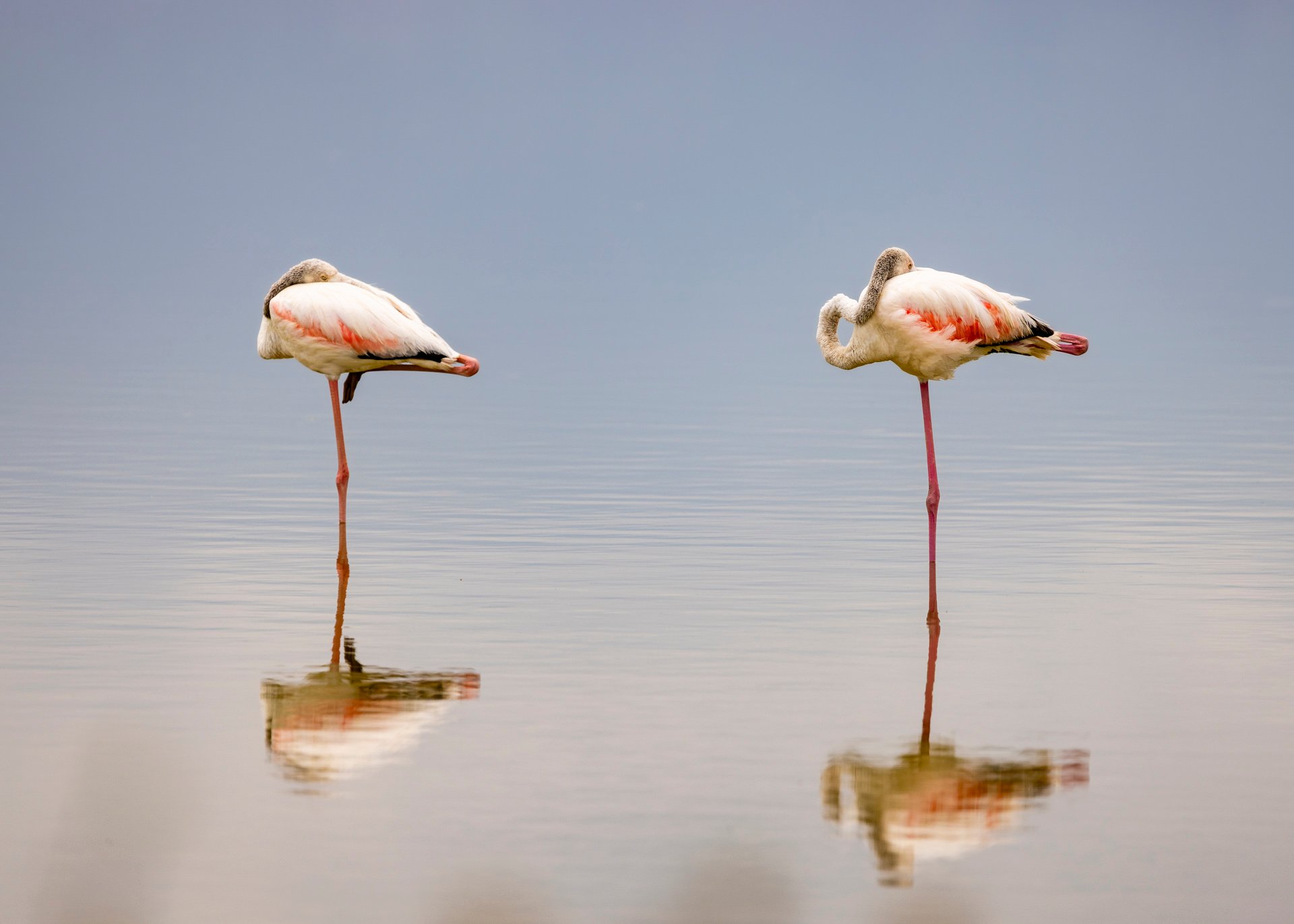 Flamingo philosophy: one leg is plenty