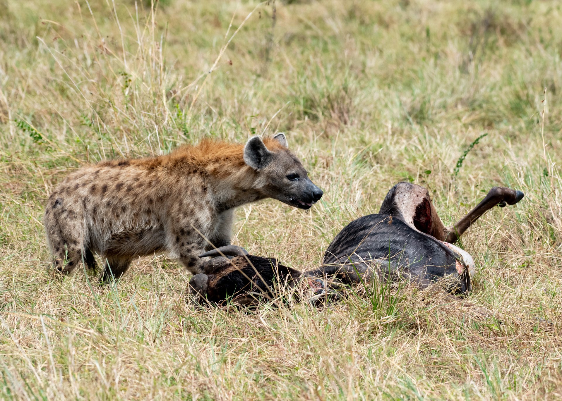 F 8, 1/1600, ISO 800 | Photo: Jeremy Macharia